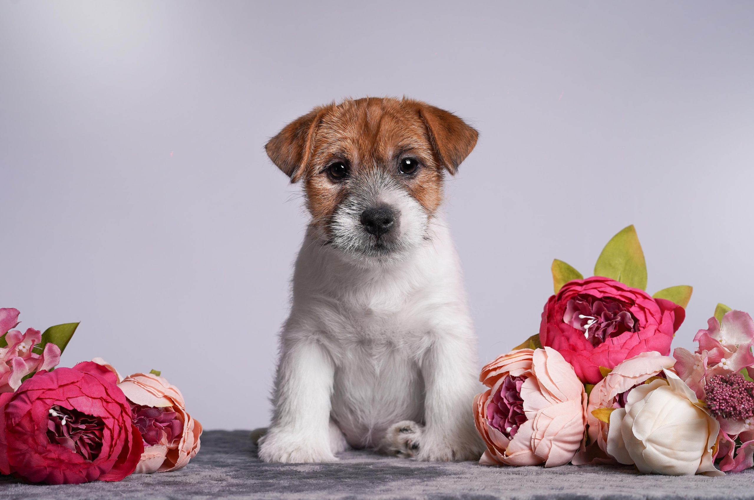Щенки джек рассел терьера. Фотограф-анималист в Санкт-Петербурге Яна Мартынова