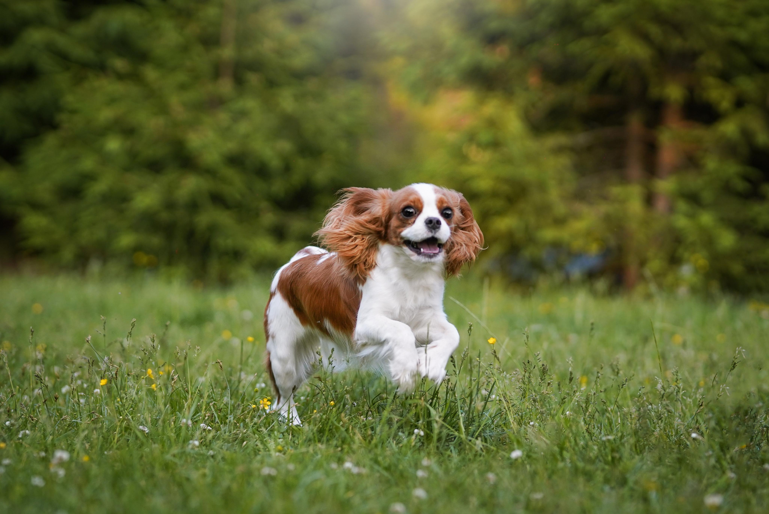 Злата, Луна, Сима и ребята. Фотограф-анималист в Санкт-Петербурге Яна Мартынова