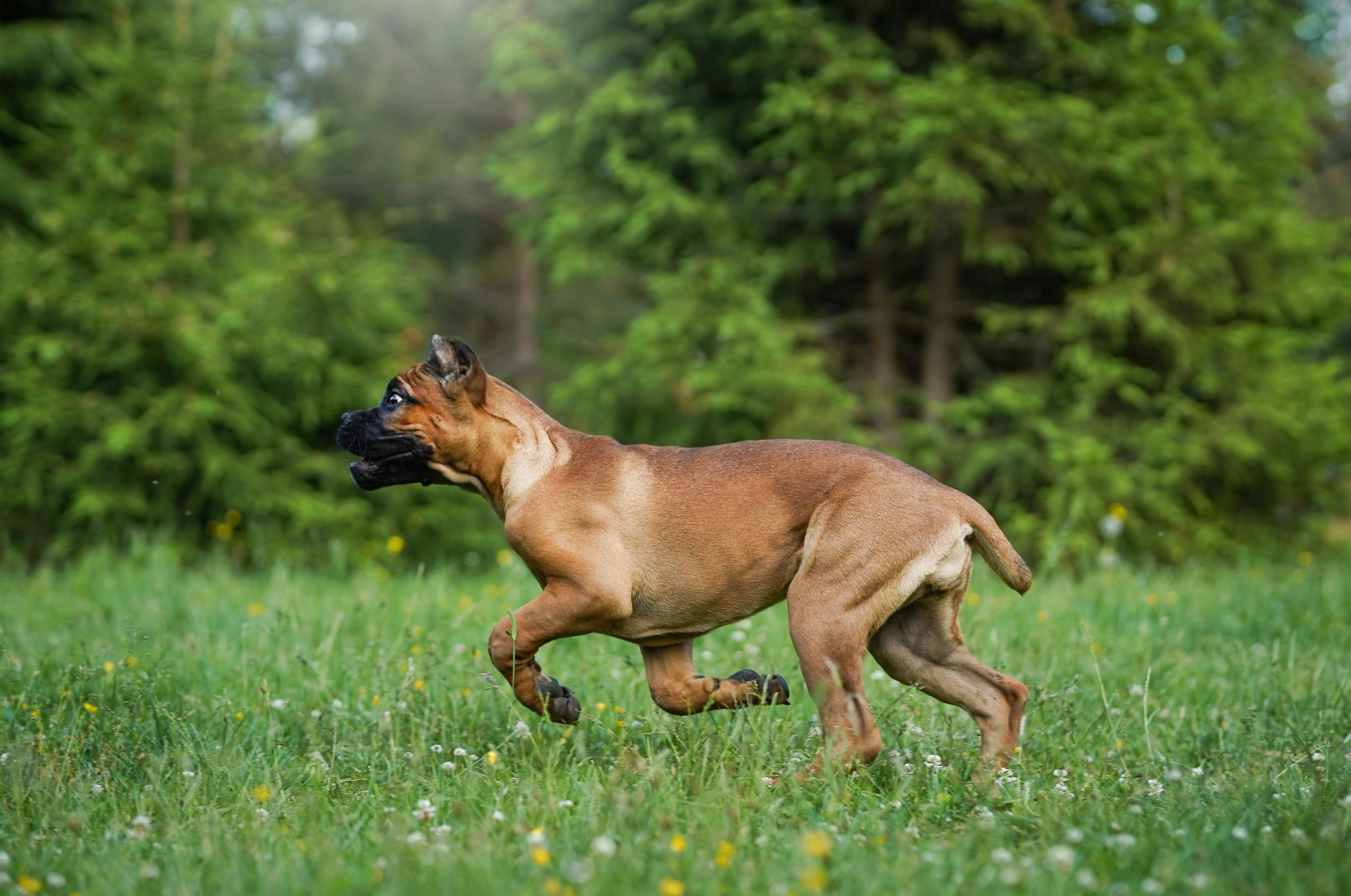 Злата, Луна, Сима и ребята. Фотограф-анималист в Санкт-Петербурге Яна Мартынова