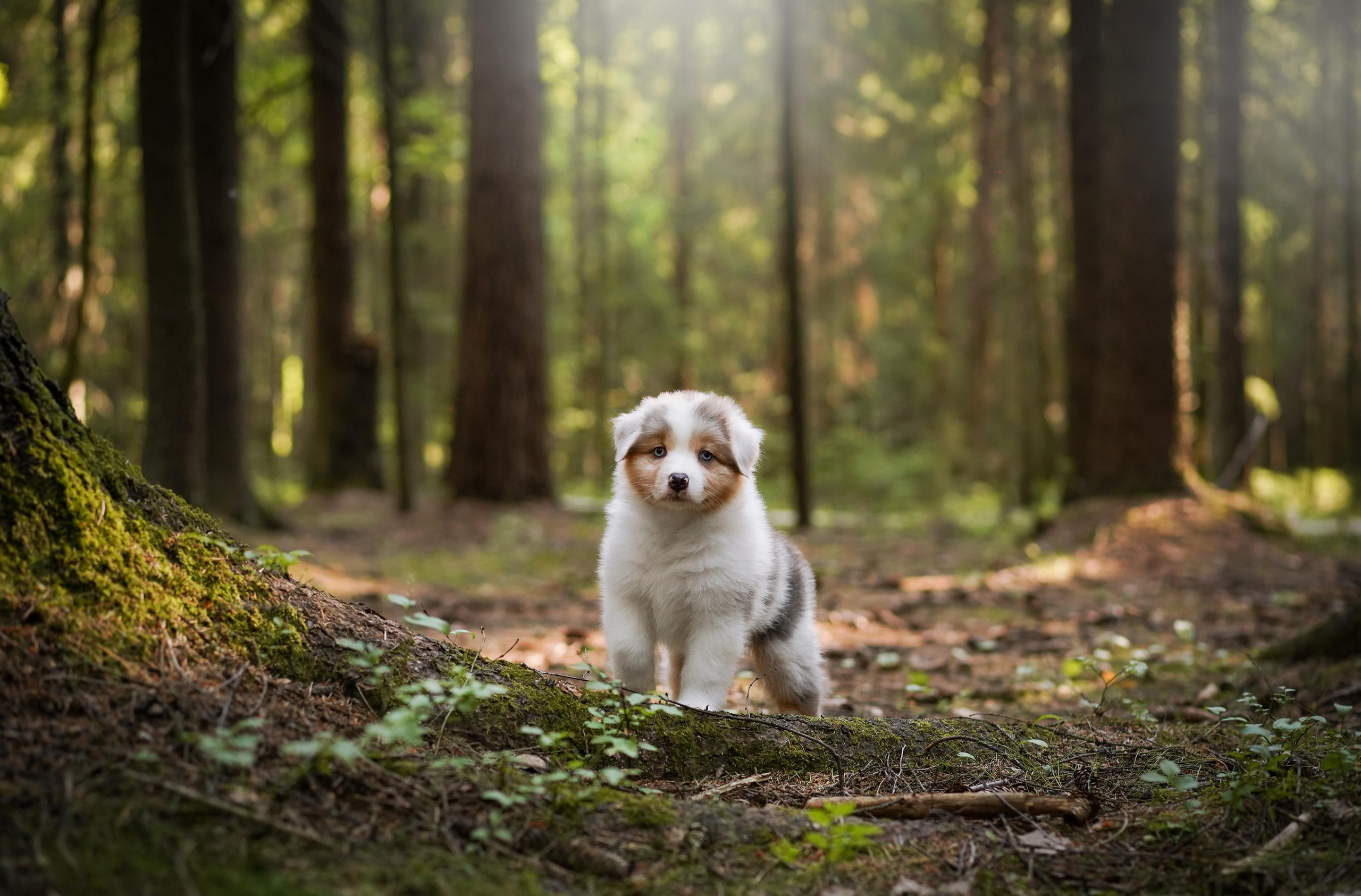 Щенки австралийской овчарки. Фотограф-анималист в Санкт-Петербурге Яна Мартынова