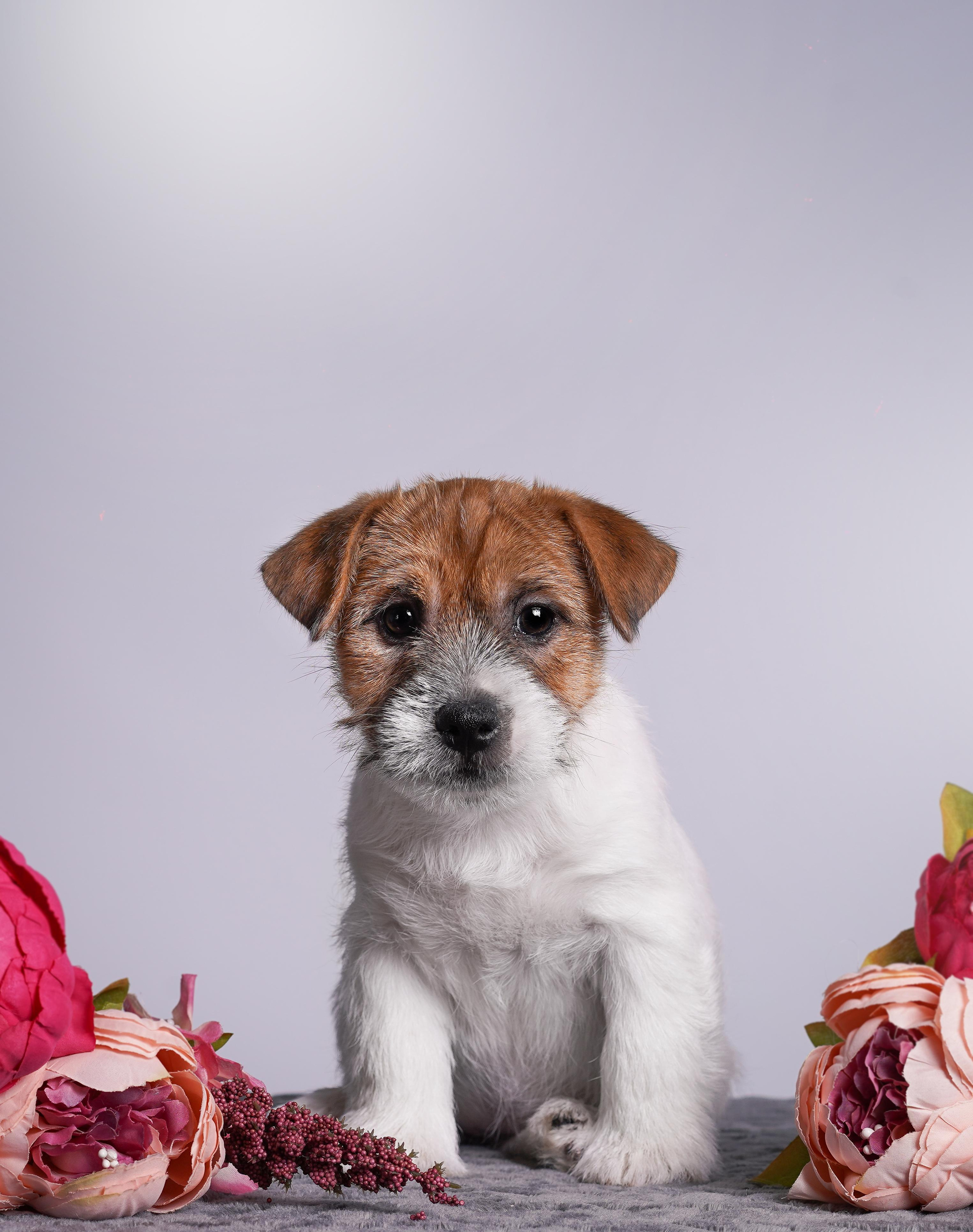 Щенки джек рассел терьера. Фотограф-анималист в Санкт-Петербурге Яна Мартынова