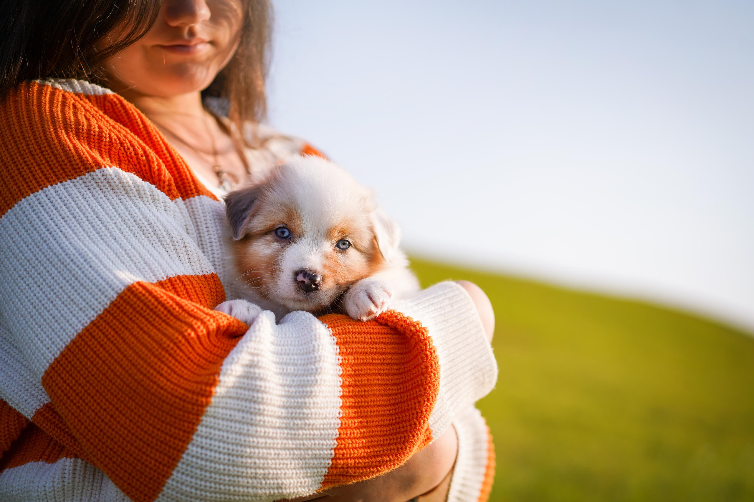 Щенки аусси. Фотограф-анималист в Санкт-Петербурге Яна Мартынова