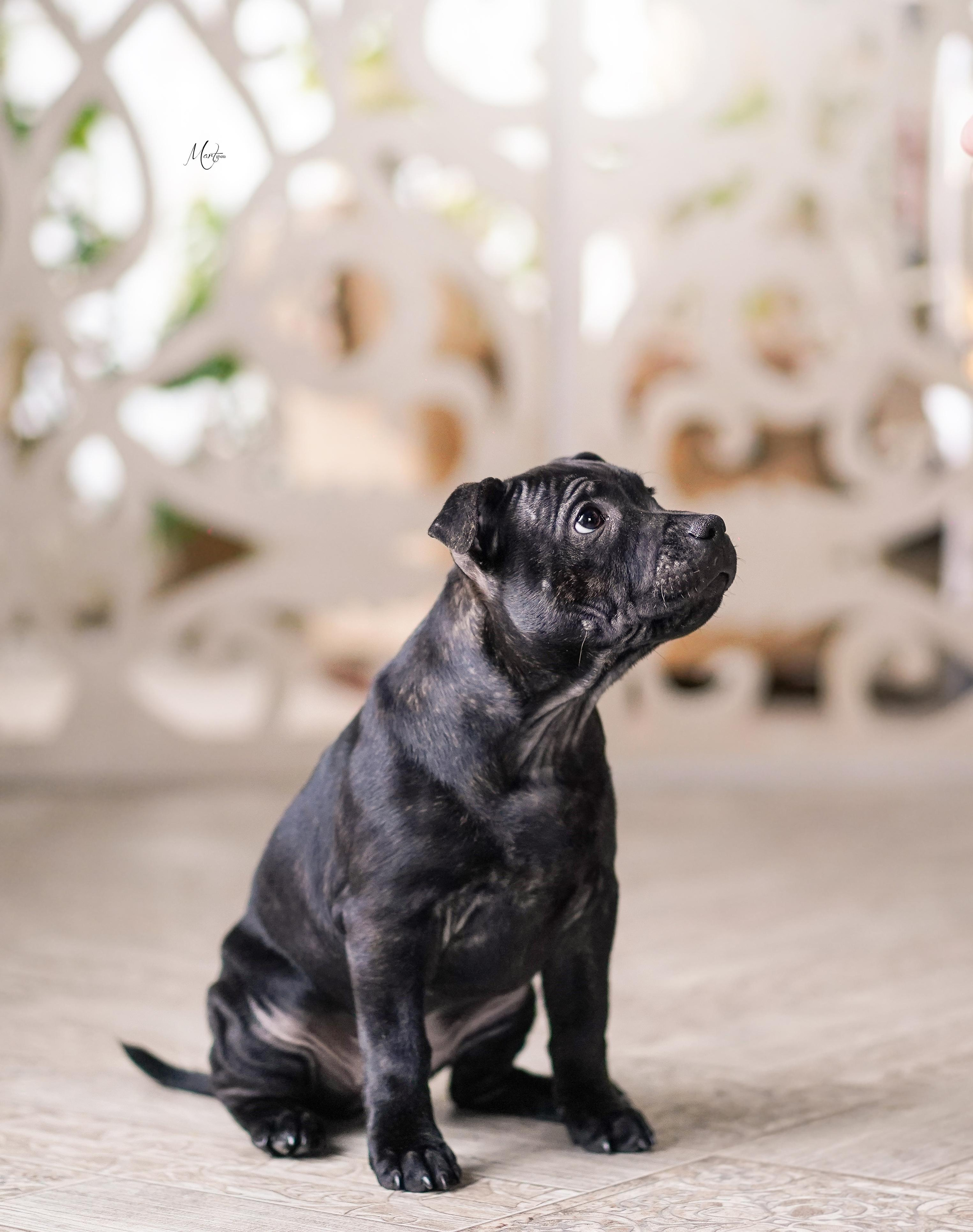 Щенки стаффбуля. Фотограф-анималист в Санкт-Петербурге Яна Мартынова