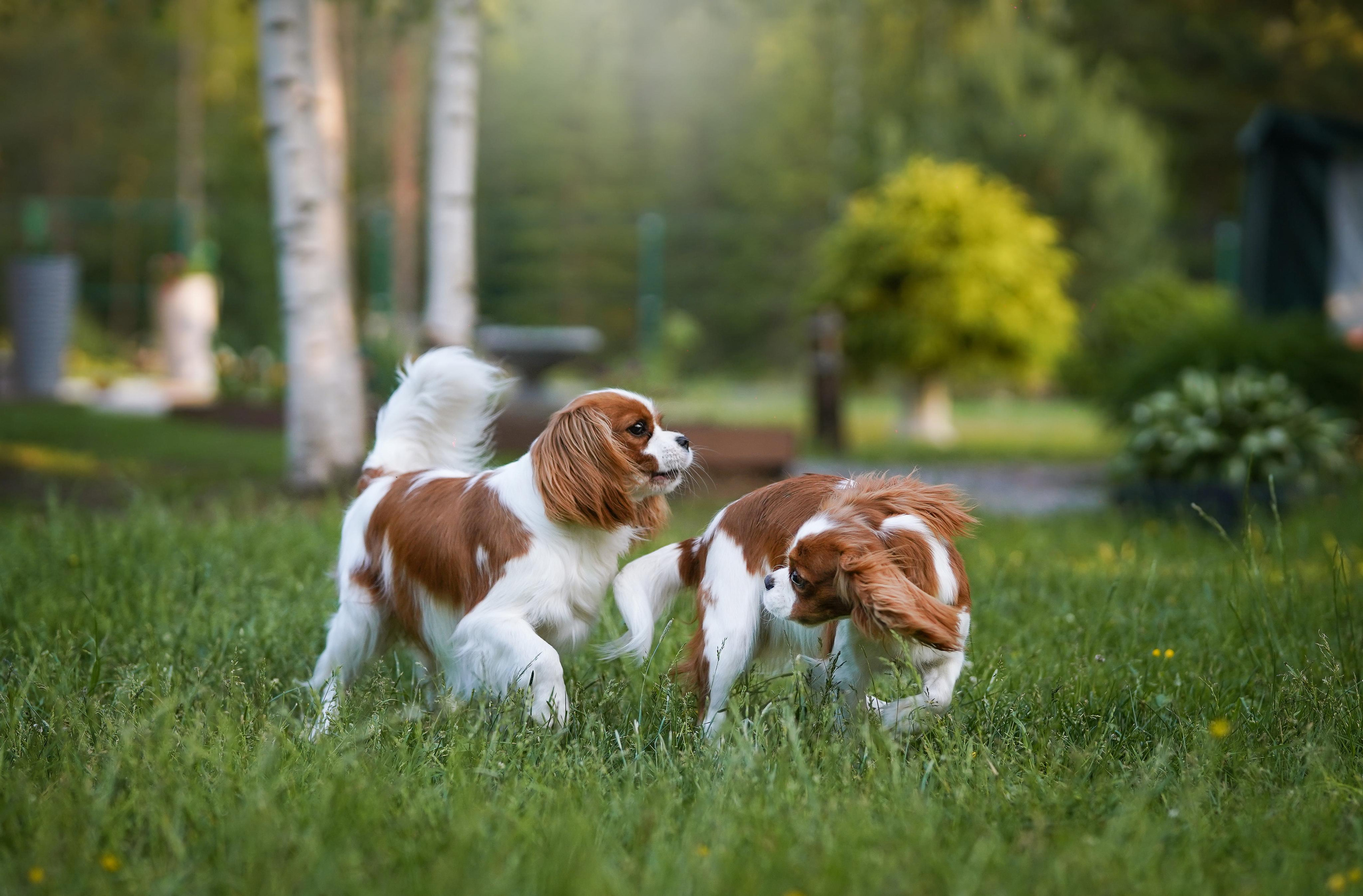 Злата, Луна, Сима и ребята. Фотограф-анималист в Санкт-Петербурге Яна Мартынова