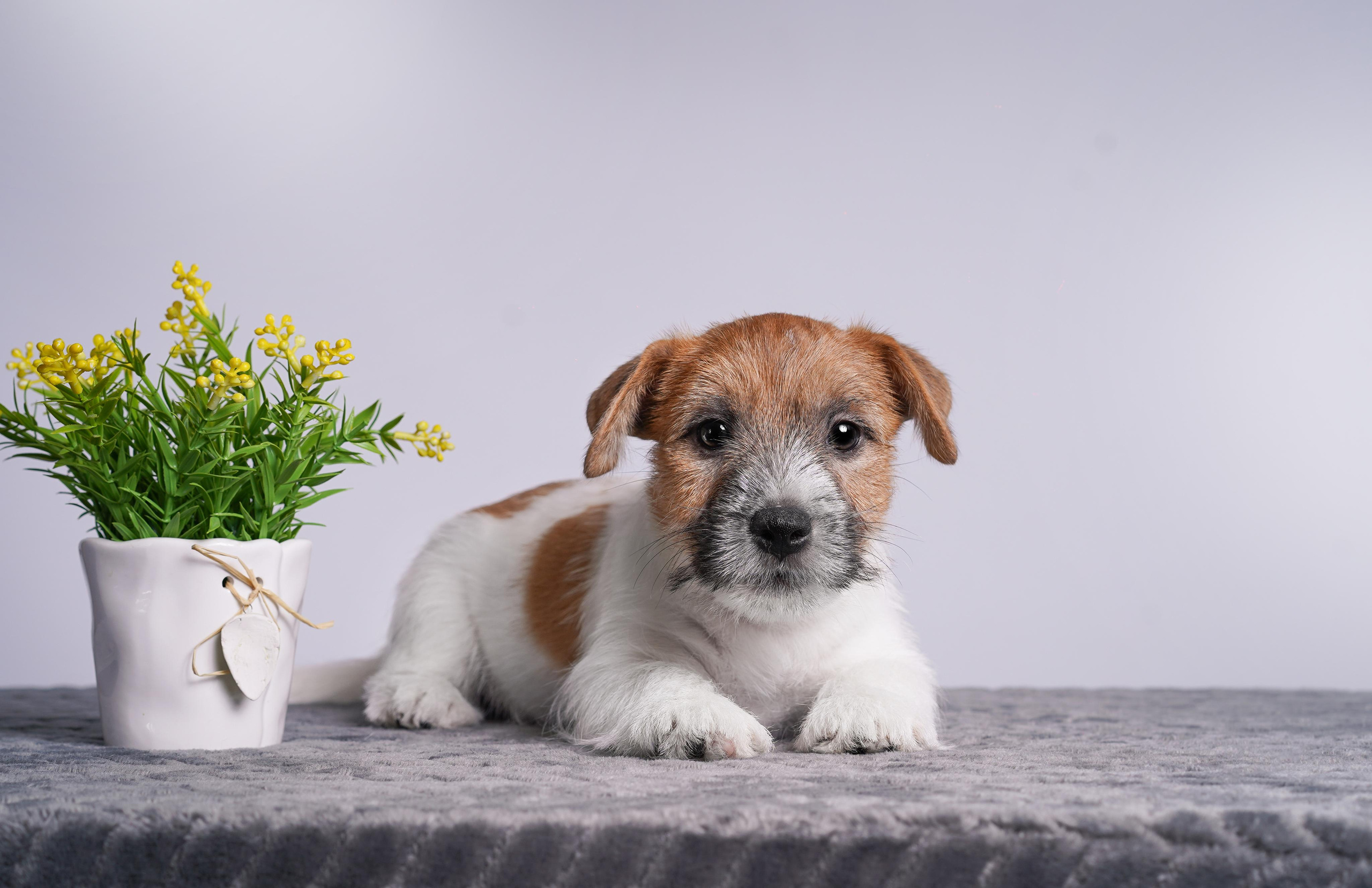 Щенки джек рассел терьера. Фотограф-анималист в Санкт-Петербурге Яна Мартынова