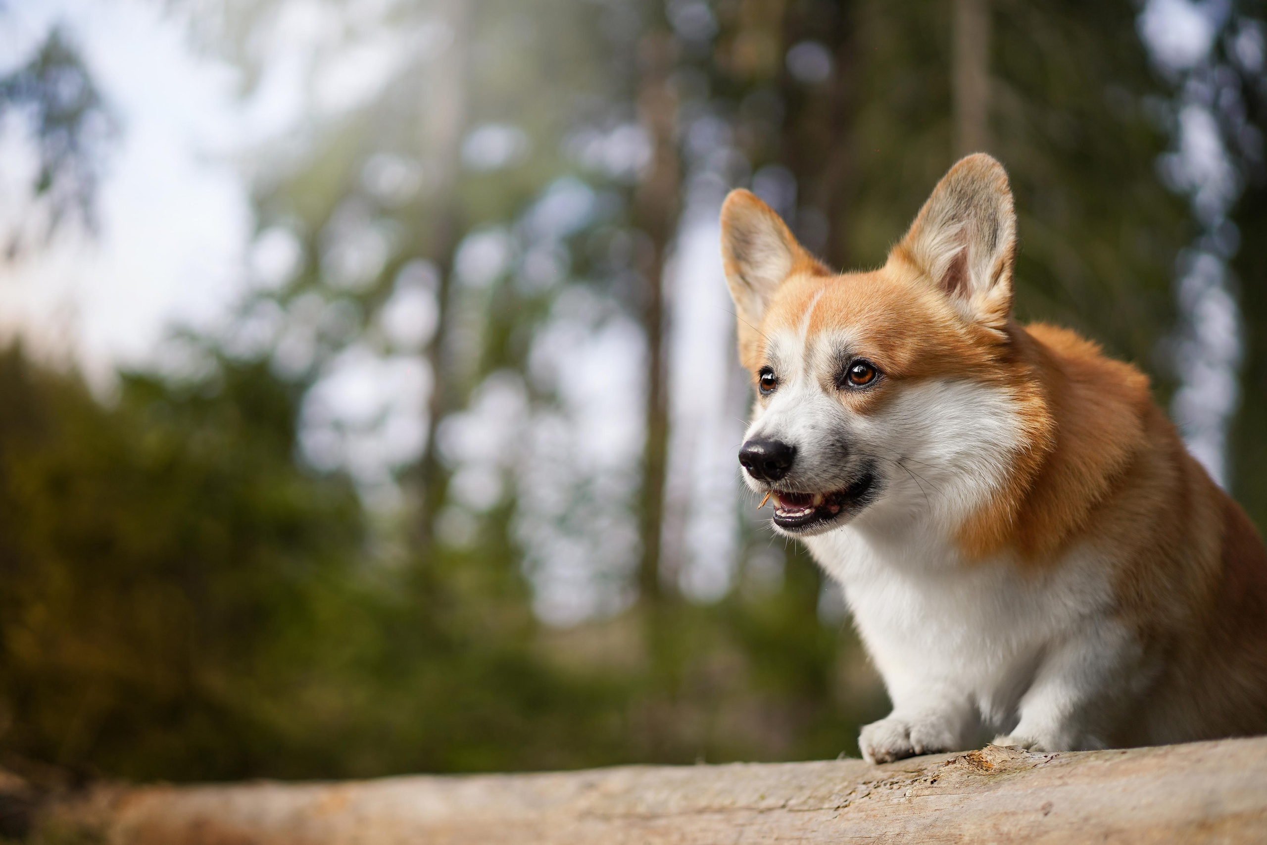 Катя и Рокки. Фотограф-анималист в Санкт-Петербурге Яна Мартынова