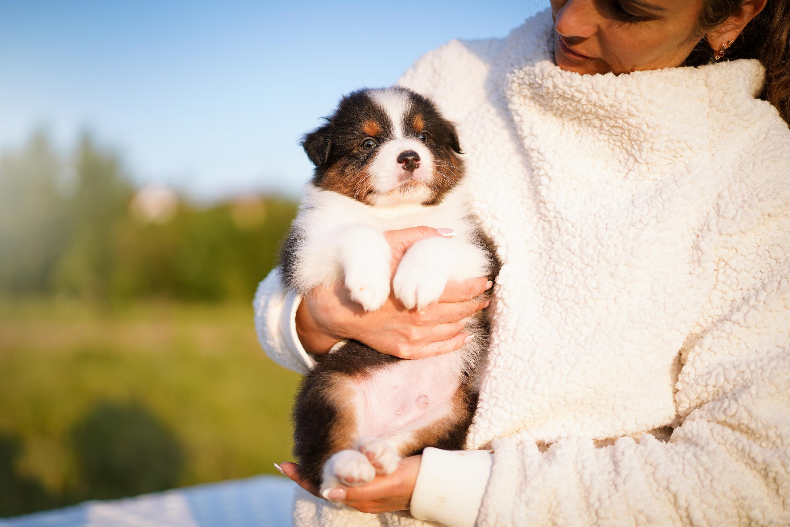 Щенки аусси. Фотограф-анималист в Санкт-Петербурге Яна Мартынова