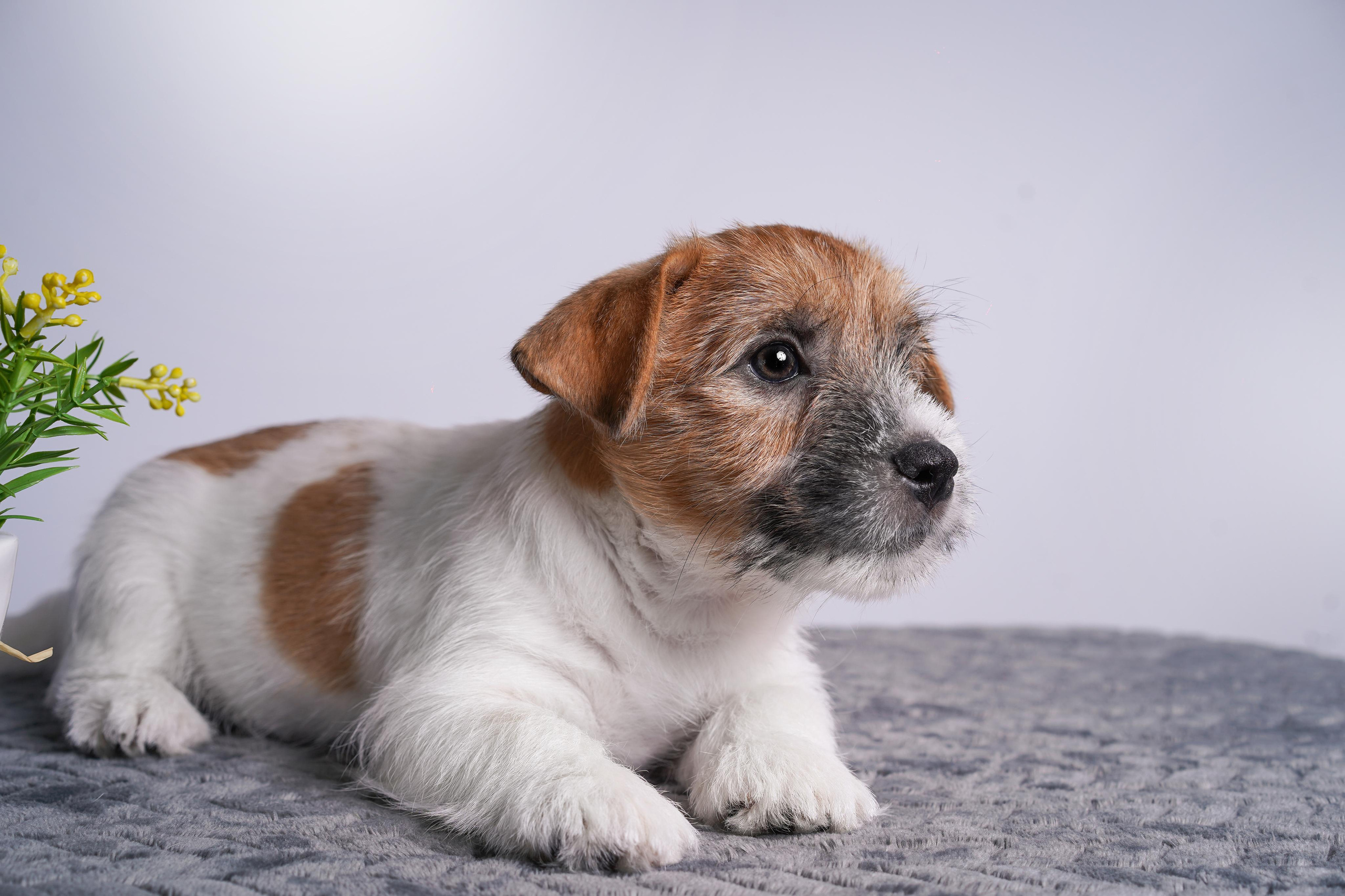 Щенки джек рассел терьера. Фотограф-анималист в Санкт-Петербурге Яна Мартынова