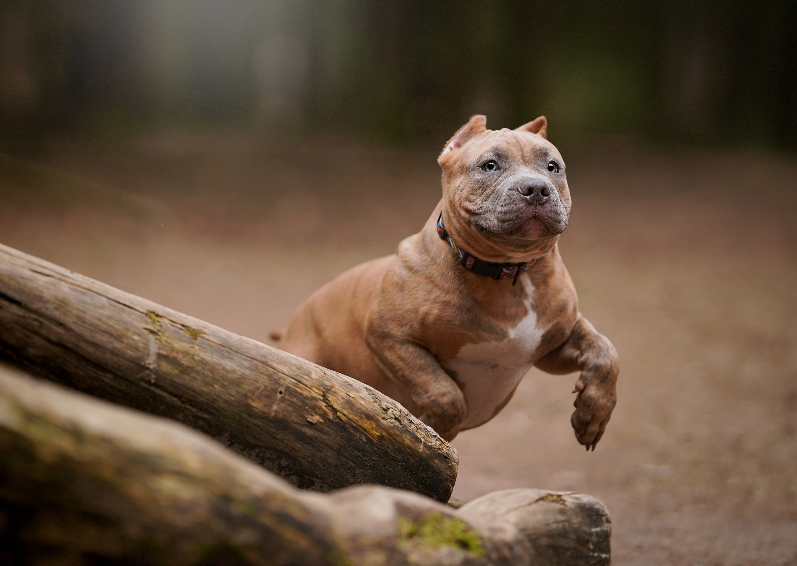 Щенки булли. Фотограф-анималист в Санкт-Петербурге Яна Мартынова