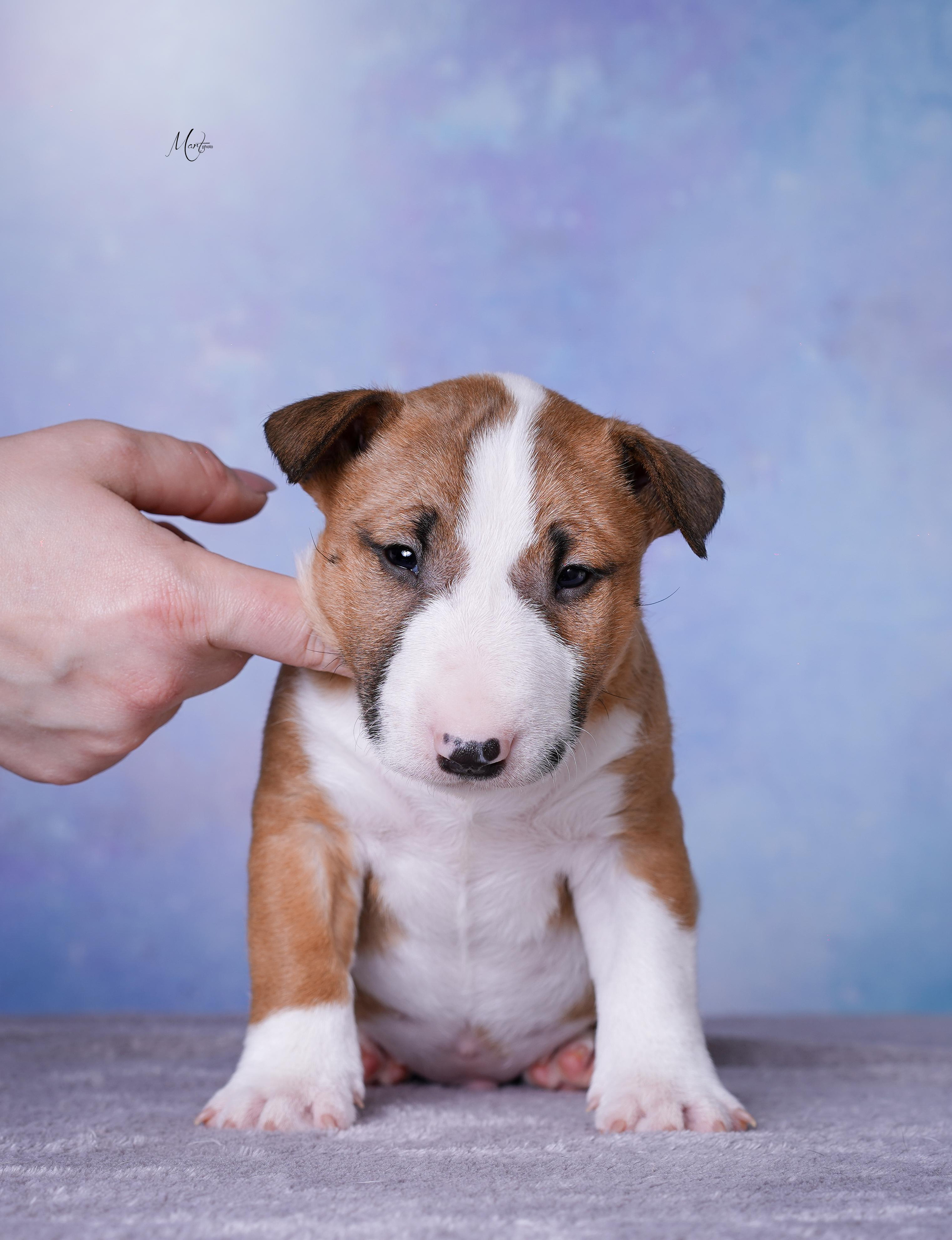 Щенки минибуля. Фотограф-анималист в Санкт-Петербурге Яна Мартынова
