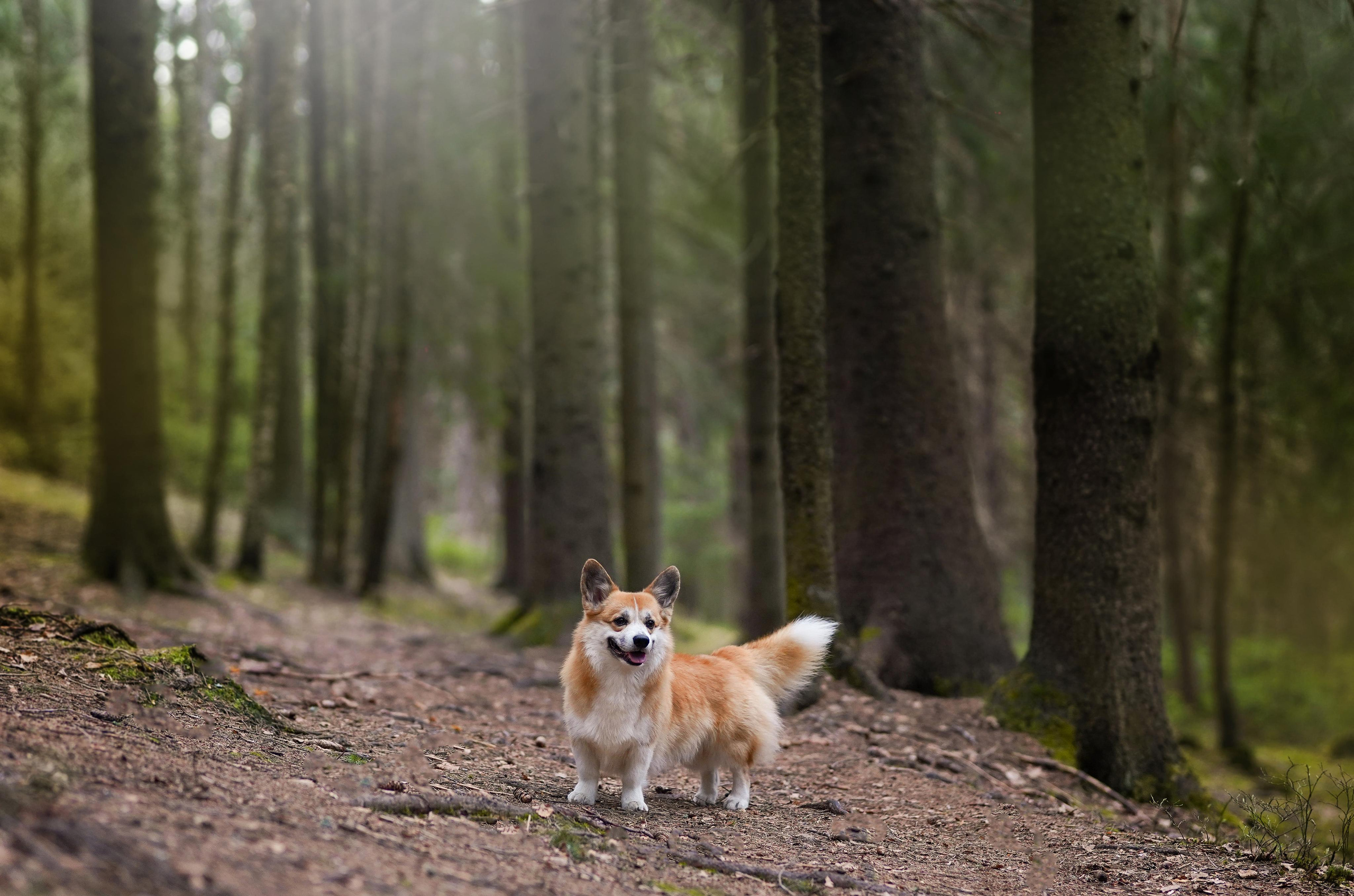 Катя и Рокки. Фотограф-анималист в Санкт-Петербурге Яна Мартынова