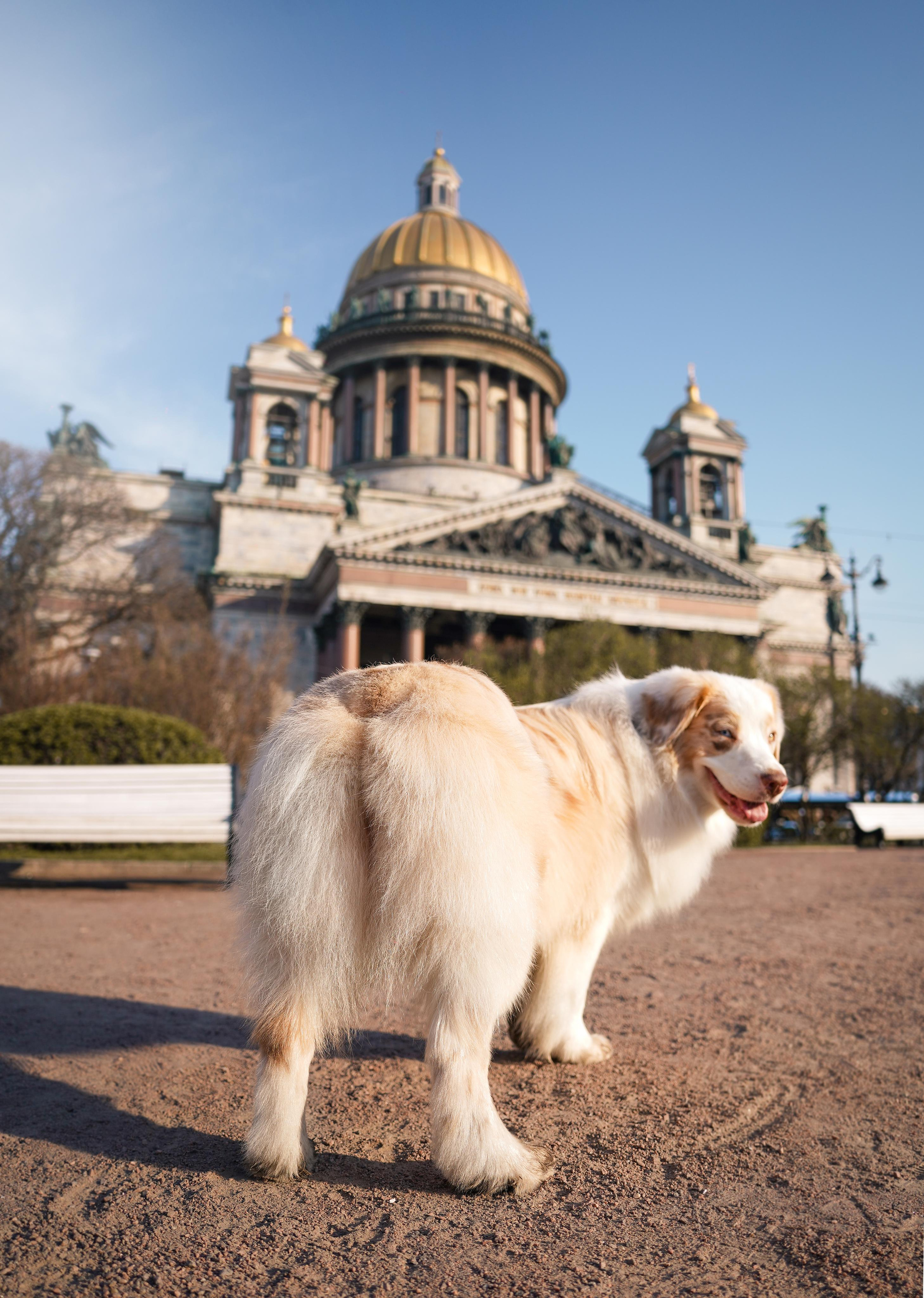 Кристина, Катя и аусси. Фотограф-анималист в Санкт-Петербурге Яна Мартынова