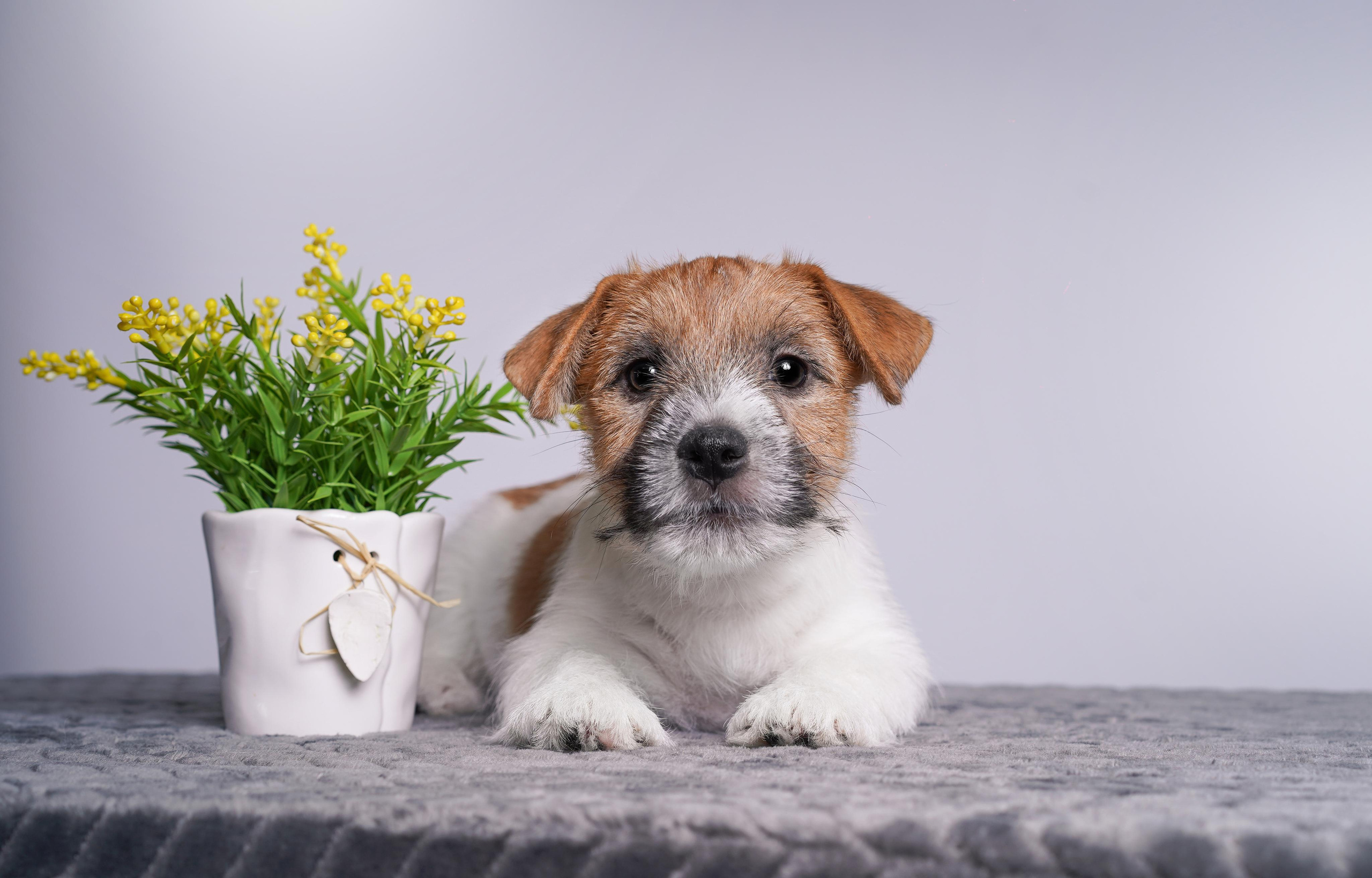 Щенки джек рассел терьера. Фотограф-анималист в Санкт-Петербурге Яна Мартынова