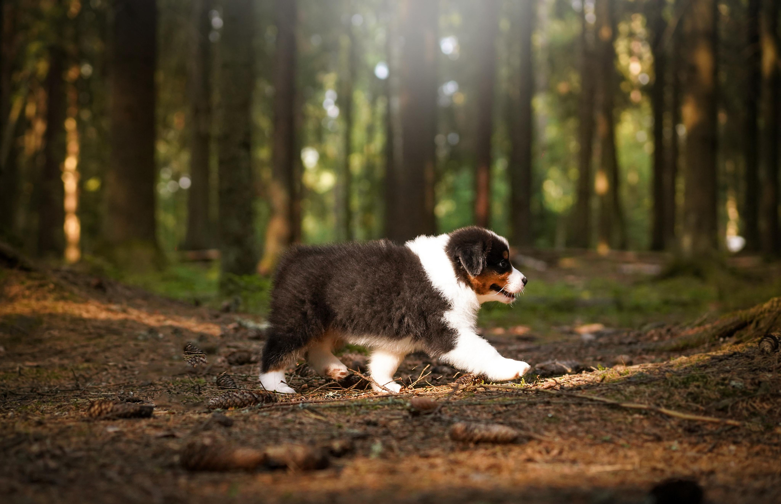 Щенки австралийской овчарки. Фотограф-анималист в Санкт-Петербурге Яна Мартынова