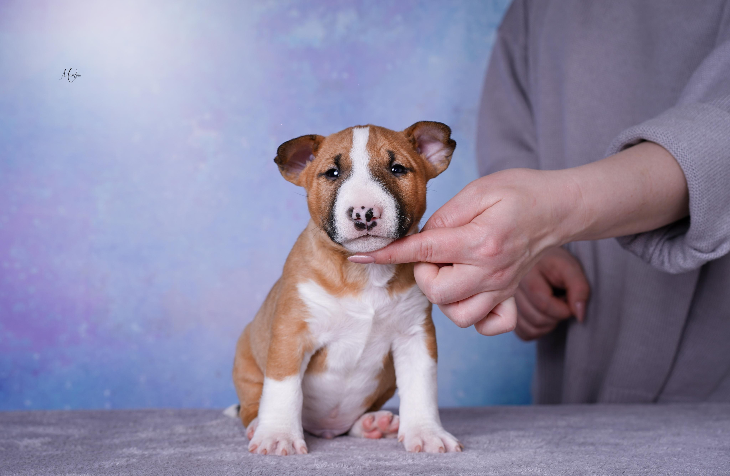 Щенки минибуля. Фотограф-анималист в Санкт-Петербурге Яна Мартынова