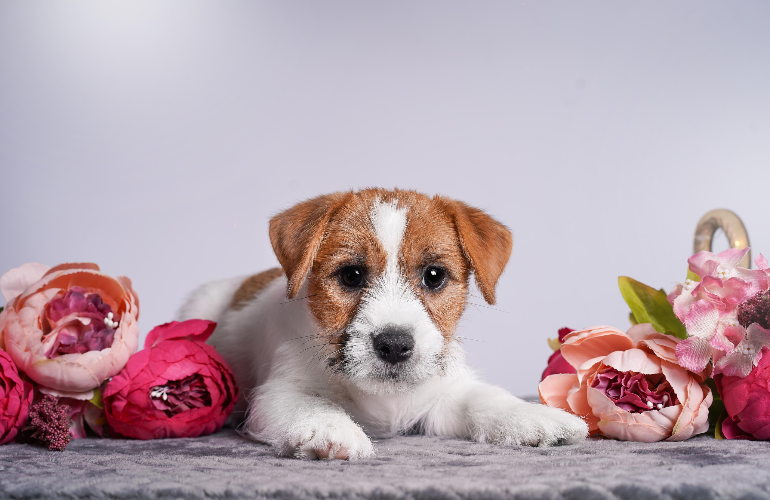 Щенки джек рассел терьера. Фотограф-анималист в Санкт-Петербурге Яна Мартынова