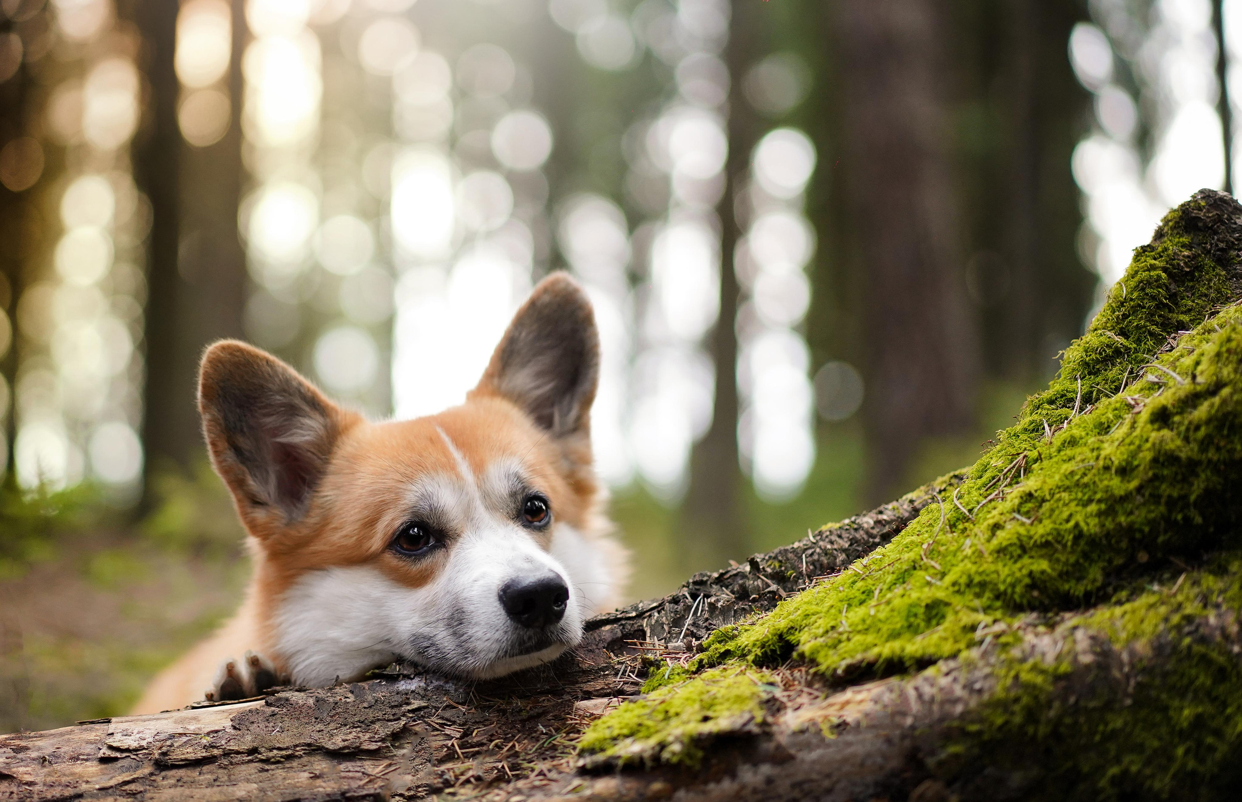 Катя и Рокки. Фотограф-анималист в Санкт-Петербурге Яна Мартынова