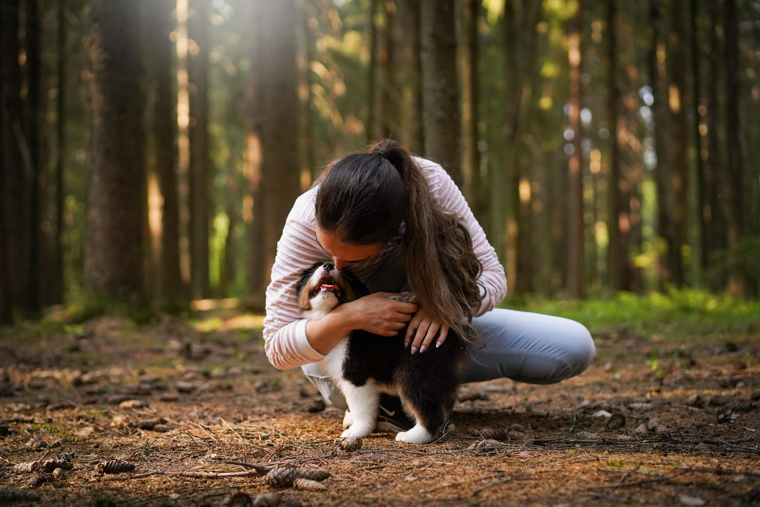 Щенки австралийской овчарки. Фотограф-анималист в Санкт-Петербурге Яна Мартынова