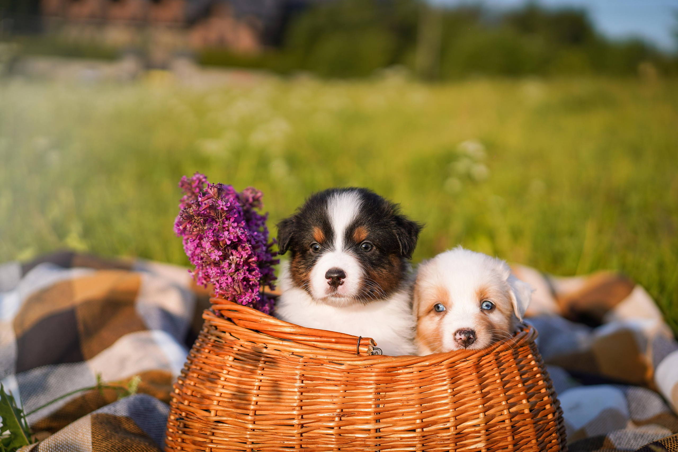 Щенки аусси. Фотограф-анималист в Санкт-Петербурге Яна Мартынова