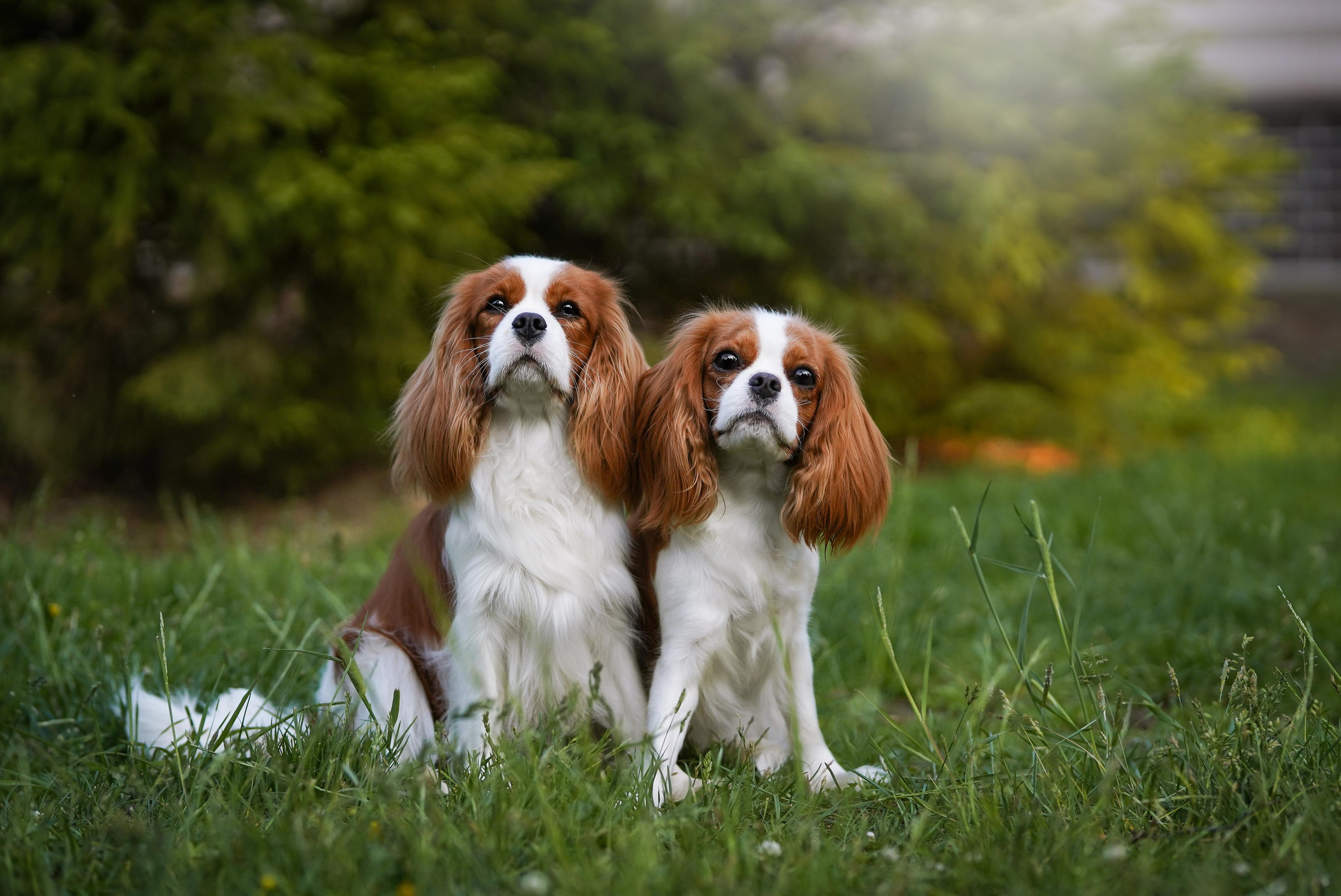 Злата, Луна, Сима и ребята. Фотограф-анималист в Санкт-Петербурге Яна Мартынова
