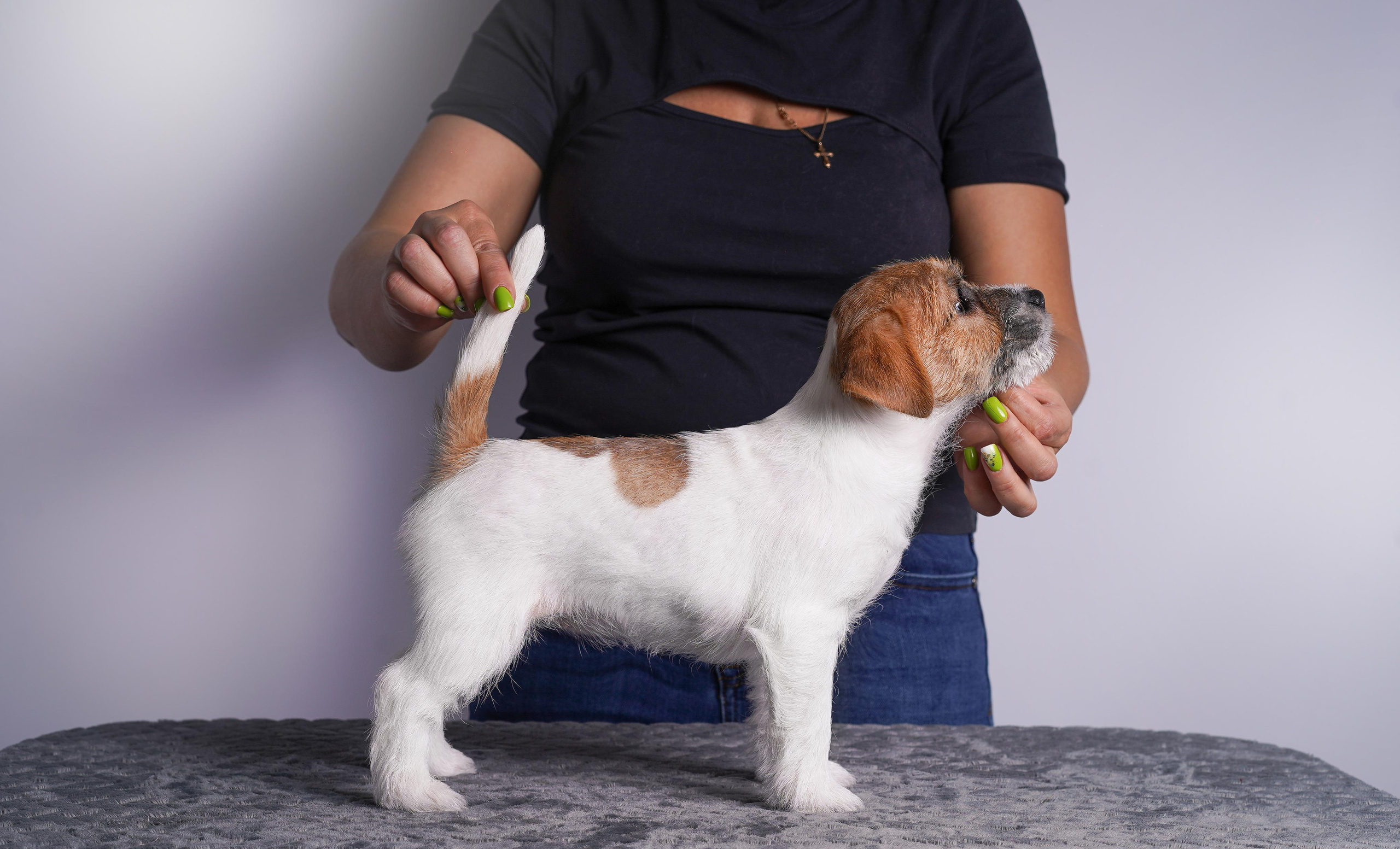 Щенки джек рассел терьера. Фотограф-анималист в Санкт-Петербурге Яна Мартынова