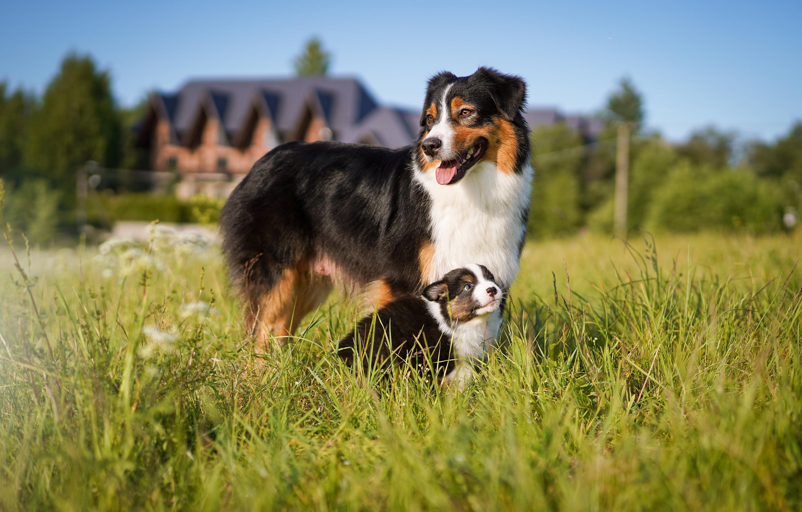 Щенки аусси. Фотограф-анималист в Санкт-Петербурге Яна Мартынова