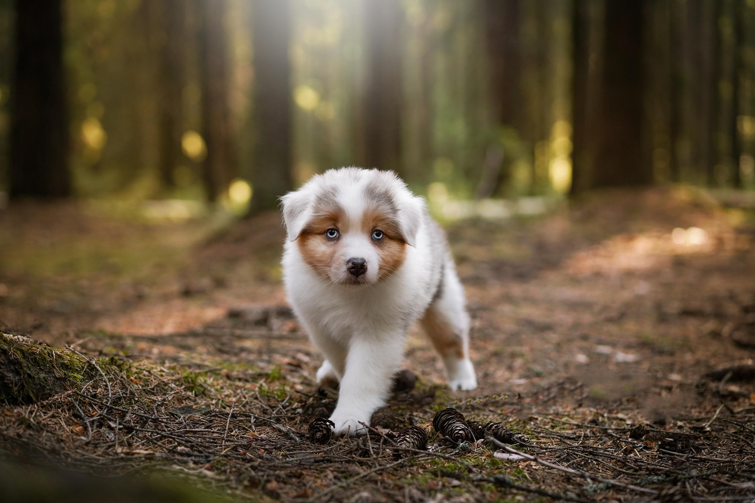 Щенки австралийской овчарки. Фотограф-анималист в Санкт-Петербурге Яна Мартынова