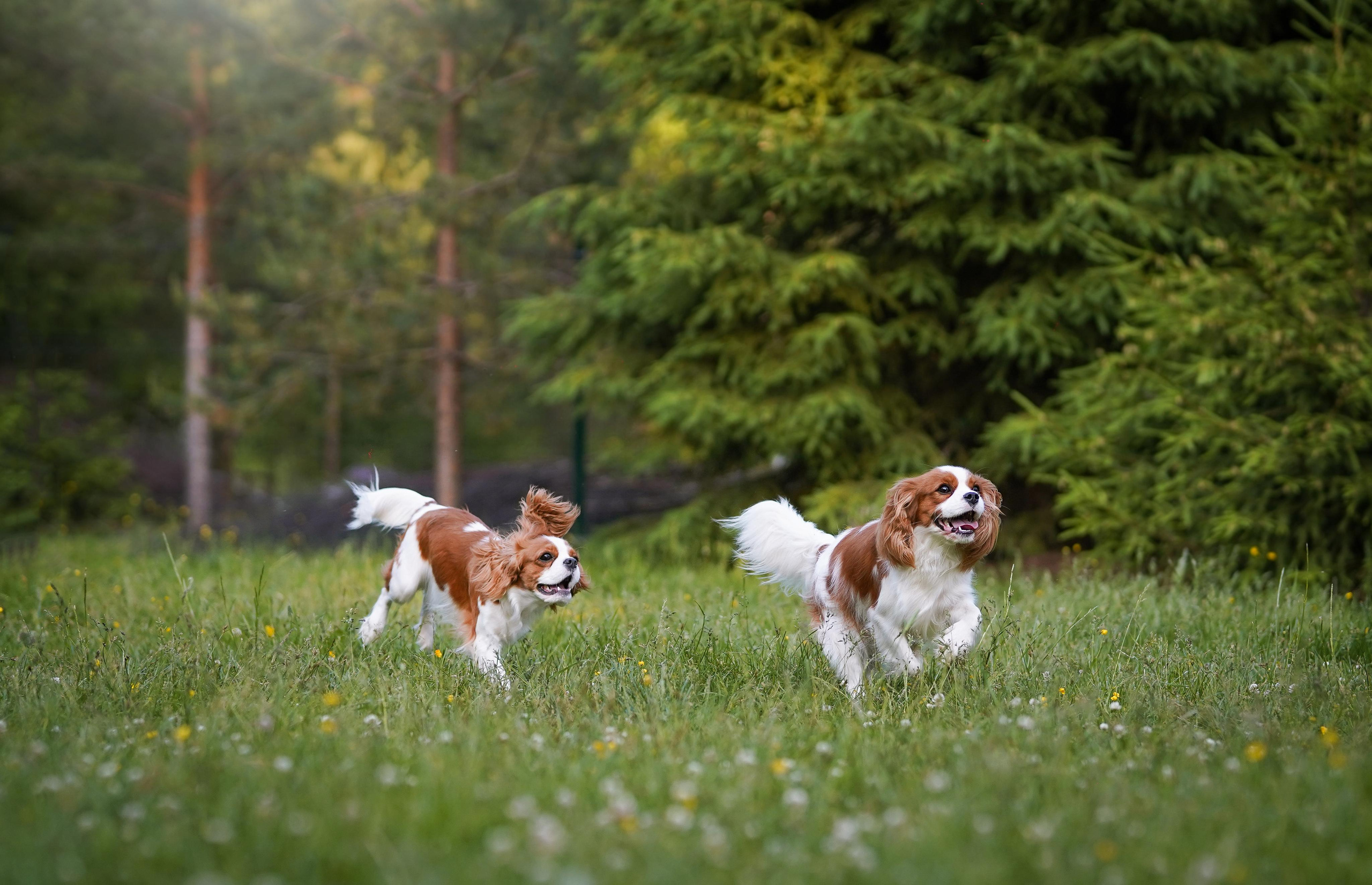 Злата, Луна, Сима и ребята. Фотограф-анималист в Санкт-Петербурге Яна Мартынова