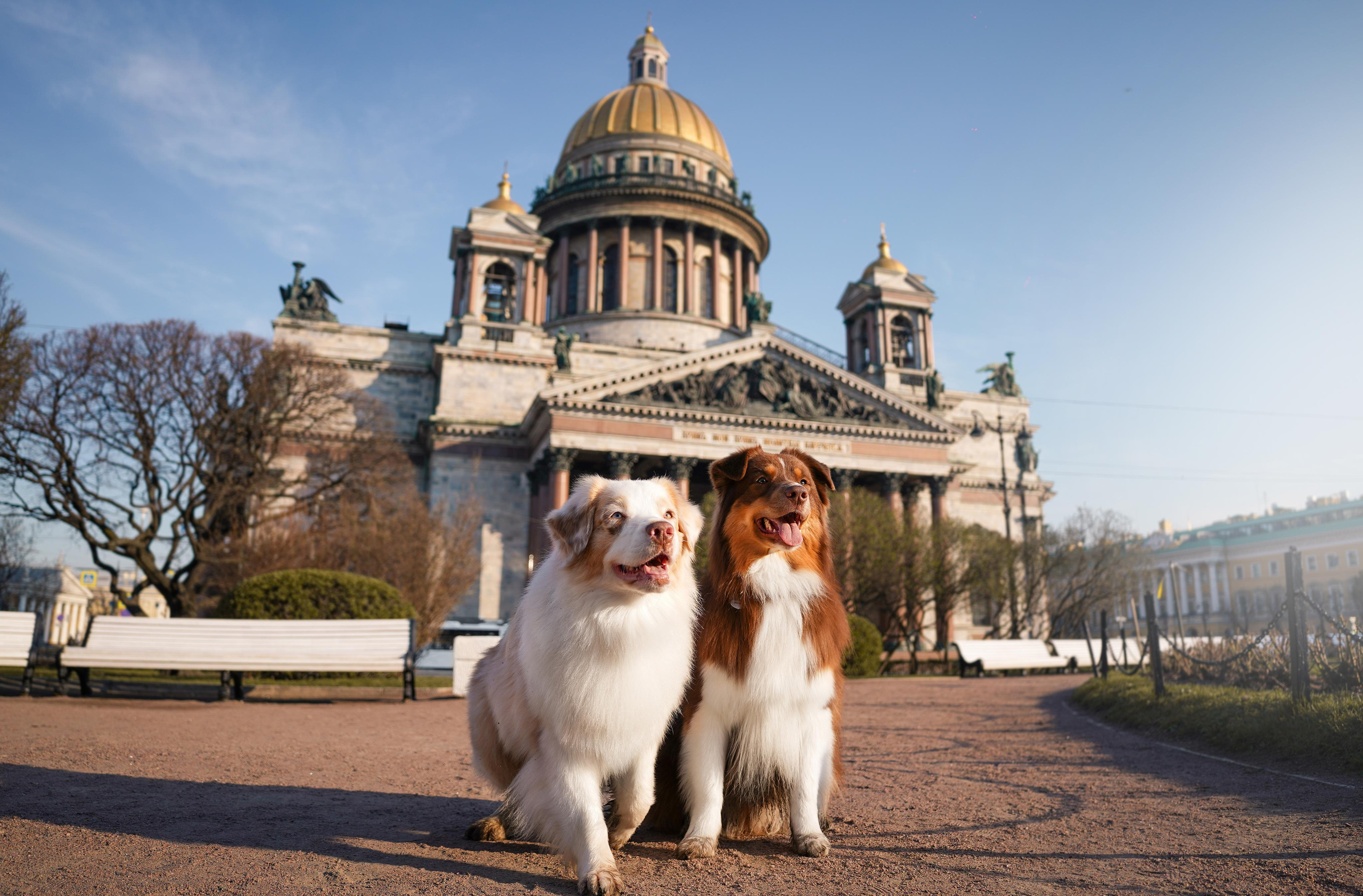 Кристина, Катя и аусси. Фотограф-анималист в Санкт-Петербурге Яна Мартынова