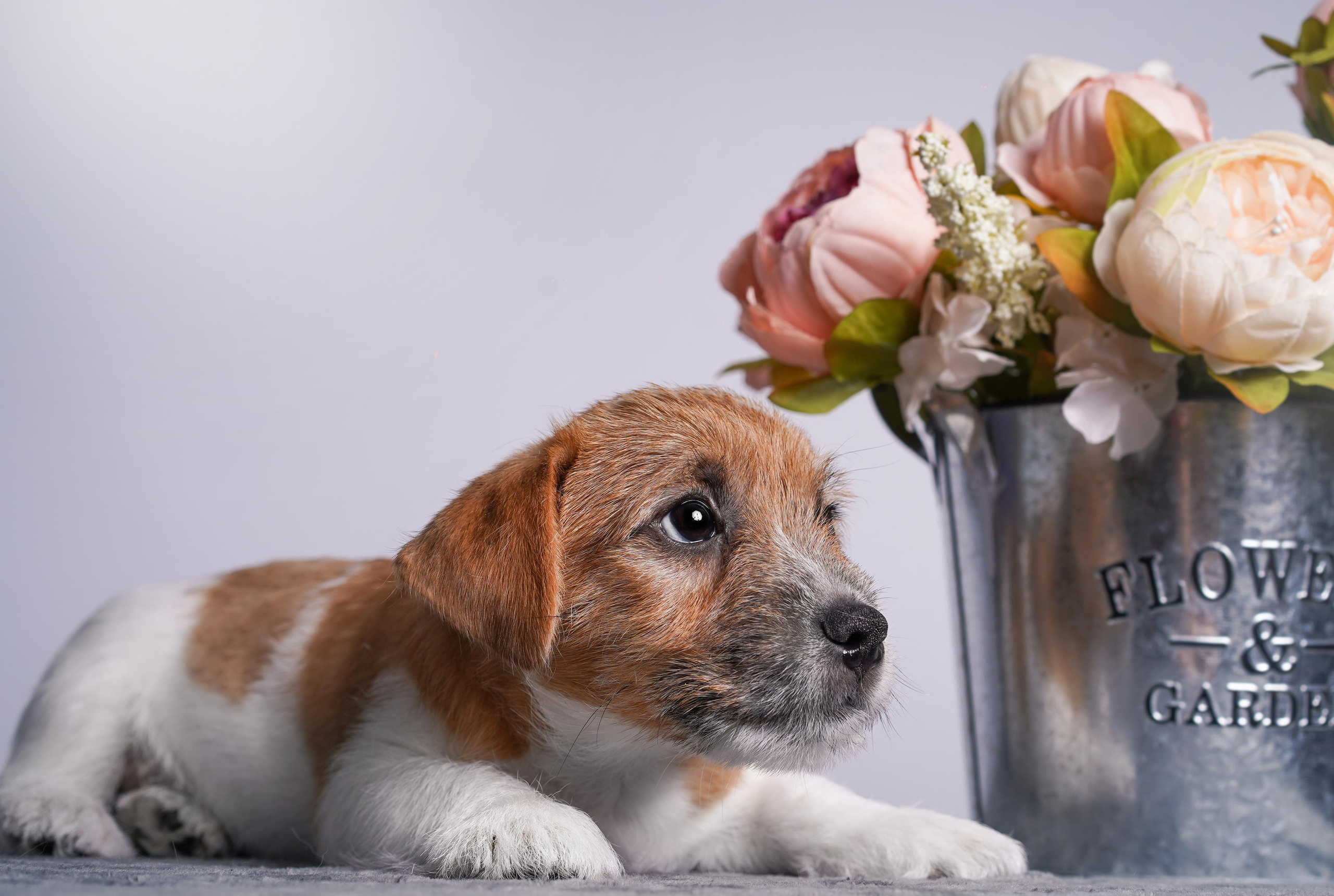 Щенки джек рассел терьера. Фотограф-анималист в Санкт-Петербурге Яна Мартынова