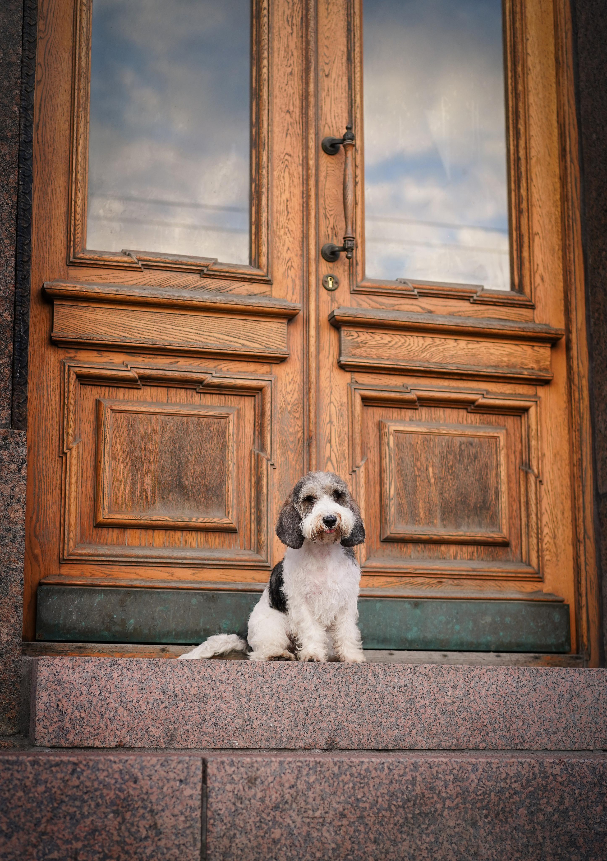 Мона центр. Фотограф-анималист в Санкт-Петербурге Яна Мартынова