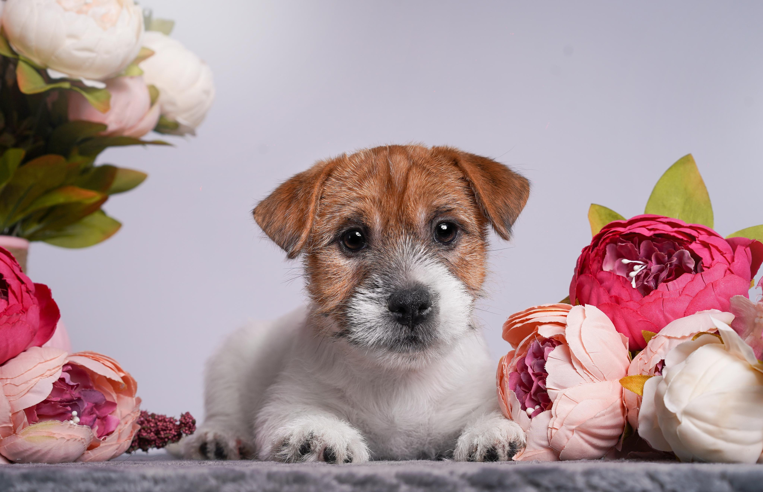 Щенки джек рассел терьера. Фотограф-анималист в Санкт-Петербурге Яна Мартынова