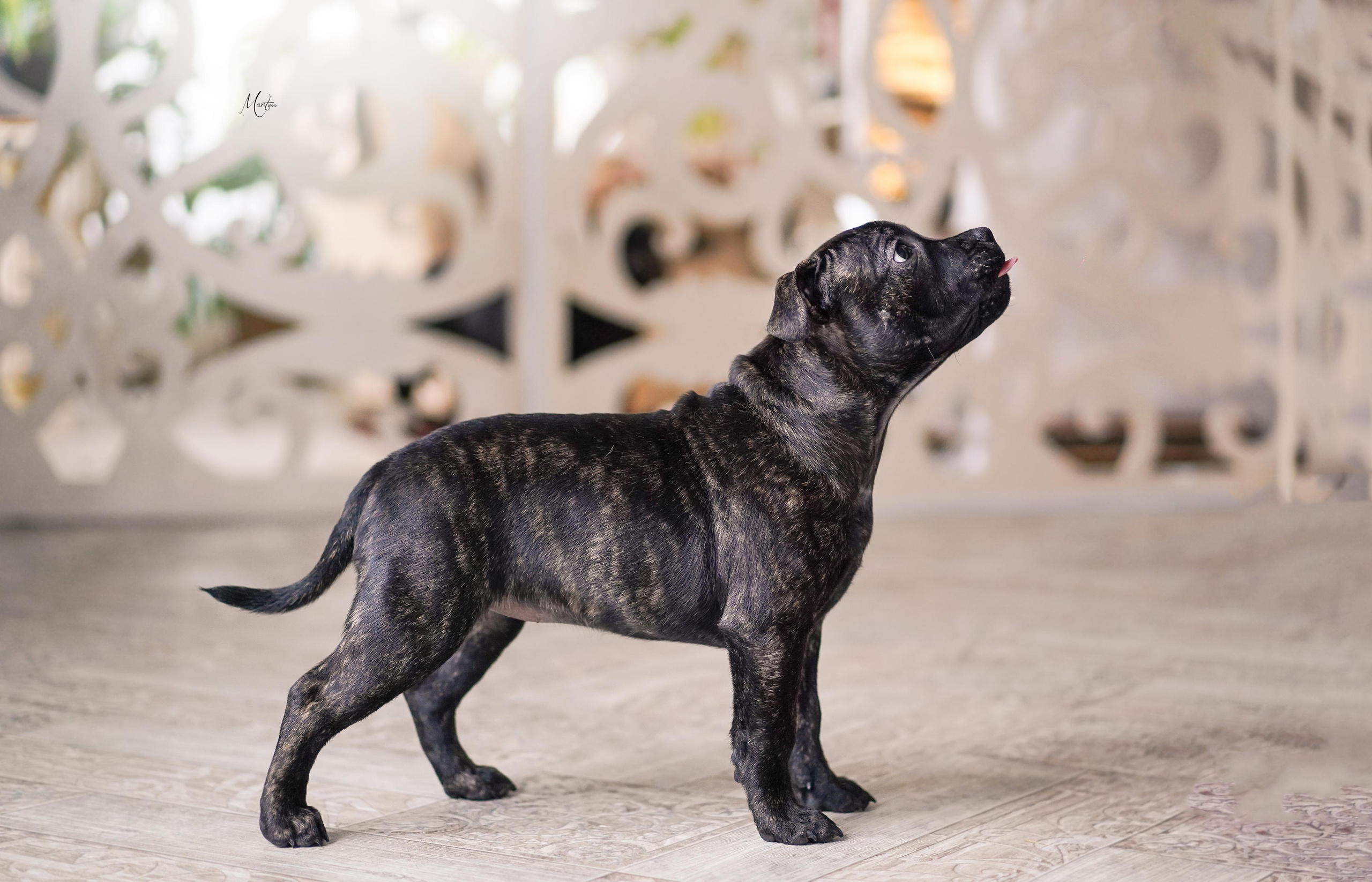 Щенки стаффбуля. Фотограф-анималист в Санкт-Петербурге Яна Мартынова