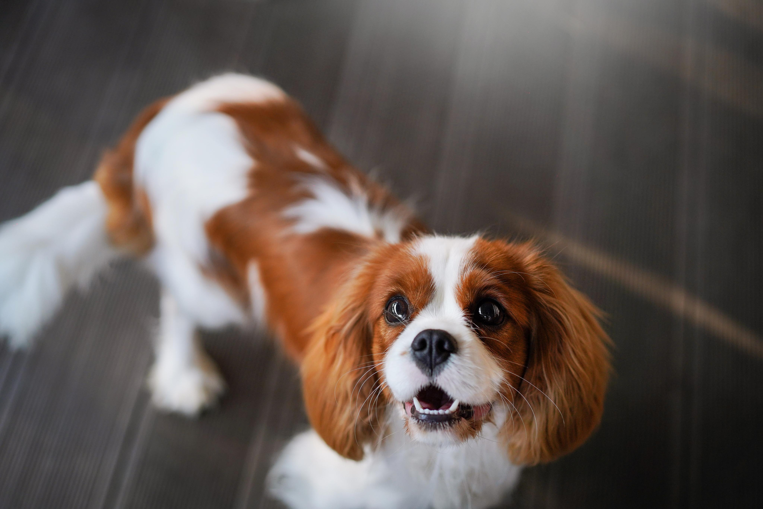 Злата, Луна, Сима и ребята. Фотограф-анималист в Санкт-Петербурге Яна Мартынова