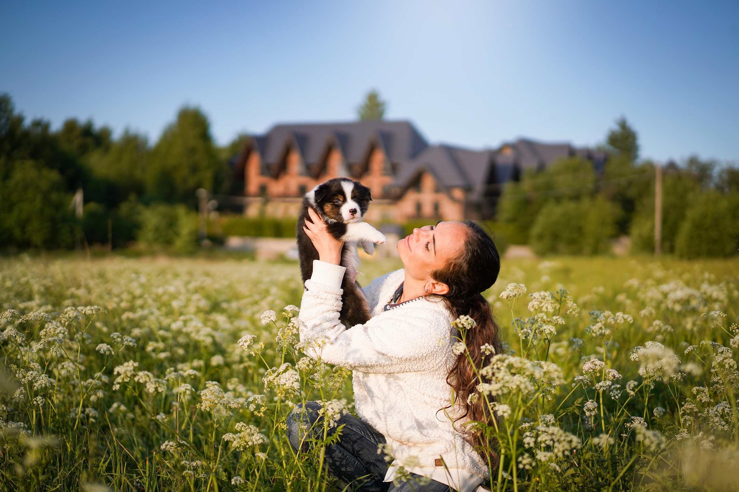 Щенки аусси. Фотограф-анималист в Санкт-Петербурге Яна Мартынова