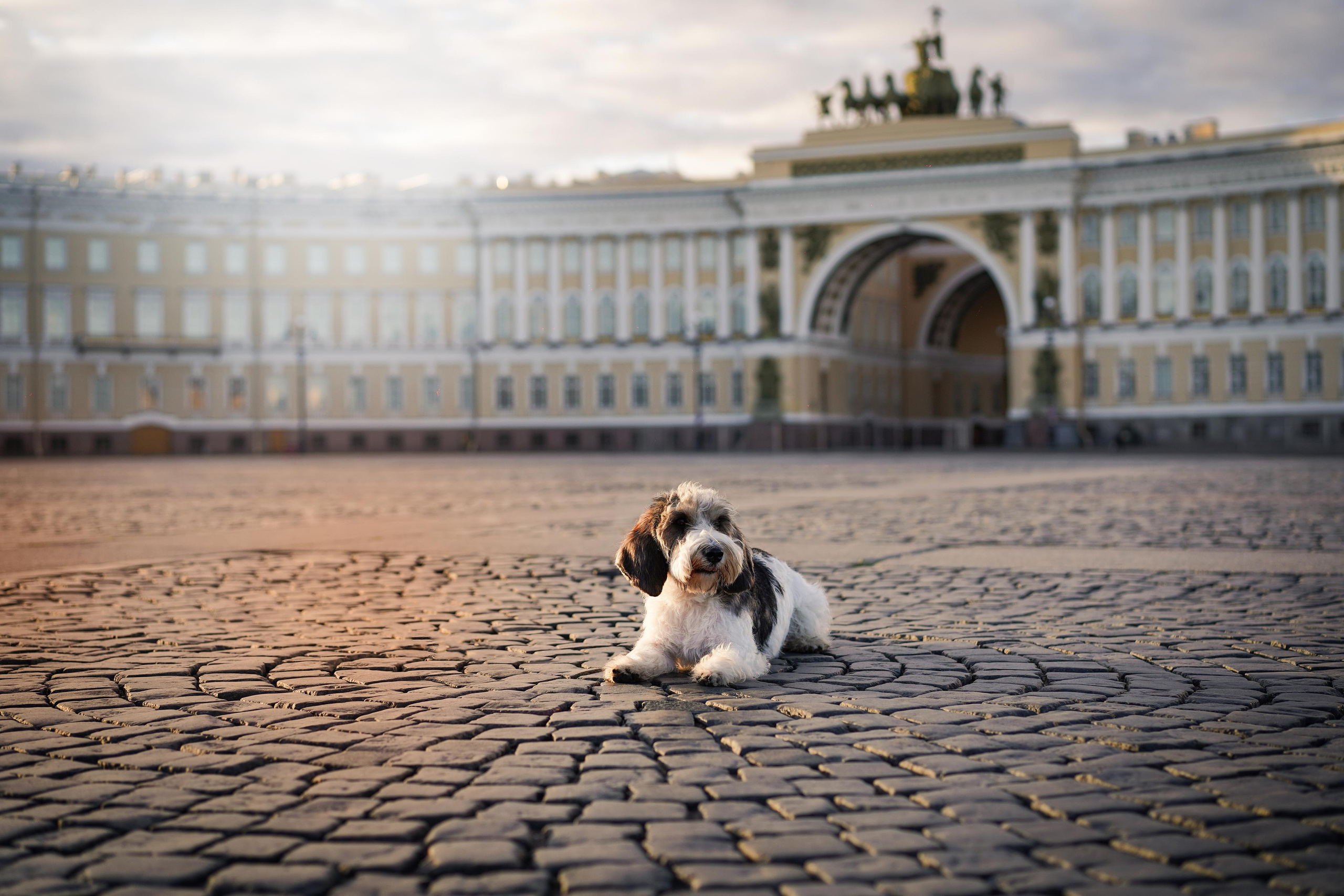 Мона центр. Фотограф-анималист в Санкт-Петербурге Яна Мартынова