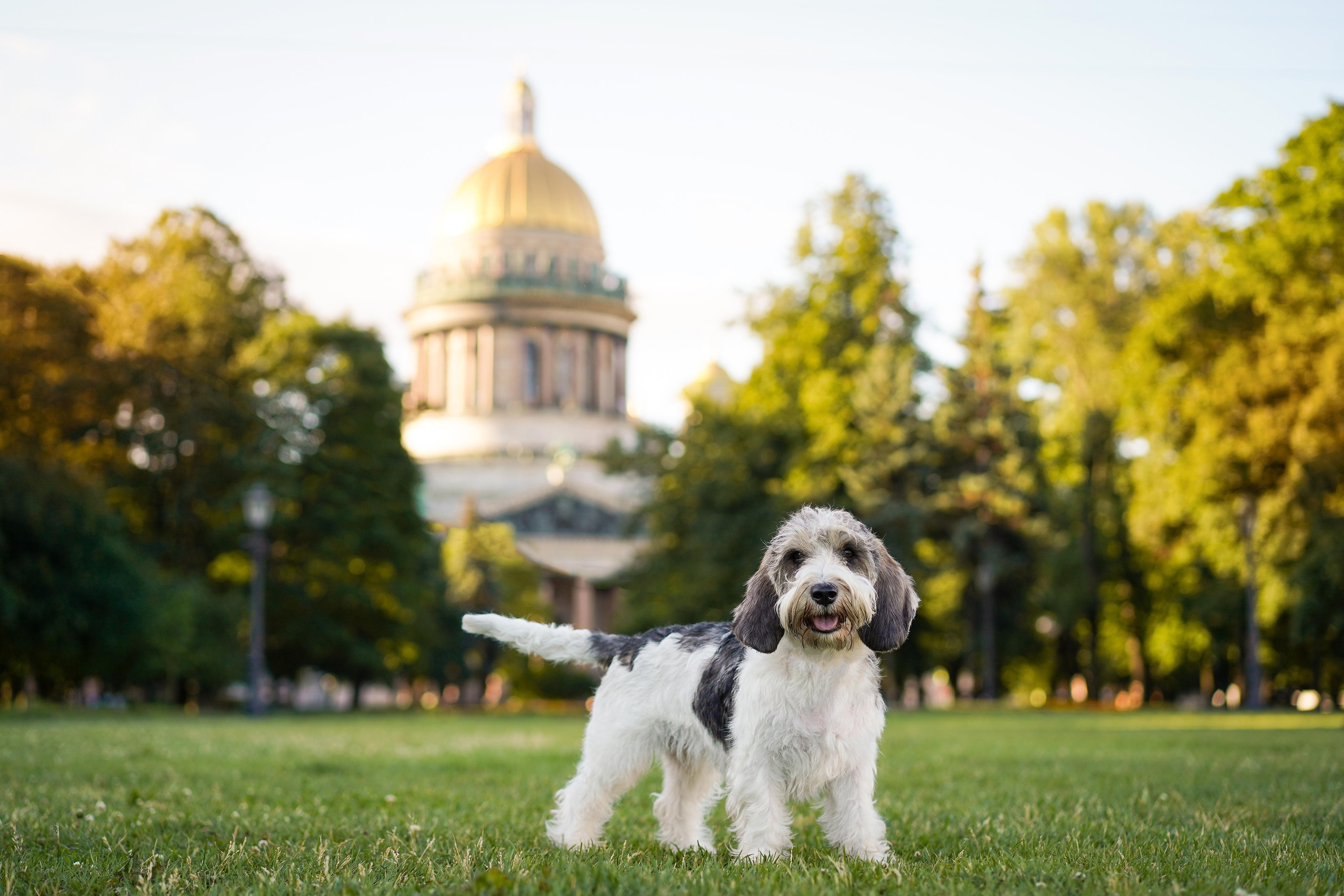 Мона центр. Фотограф-анималист в Санкт-Петербурге Яна Мартынова