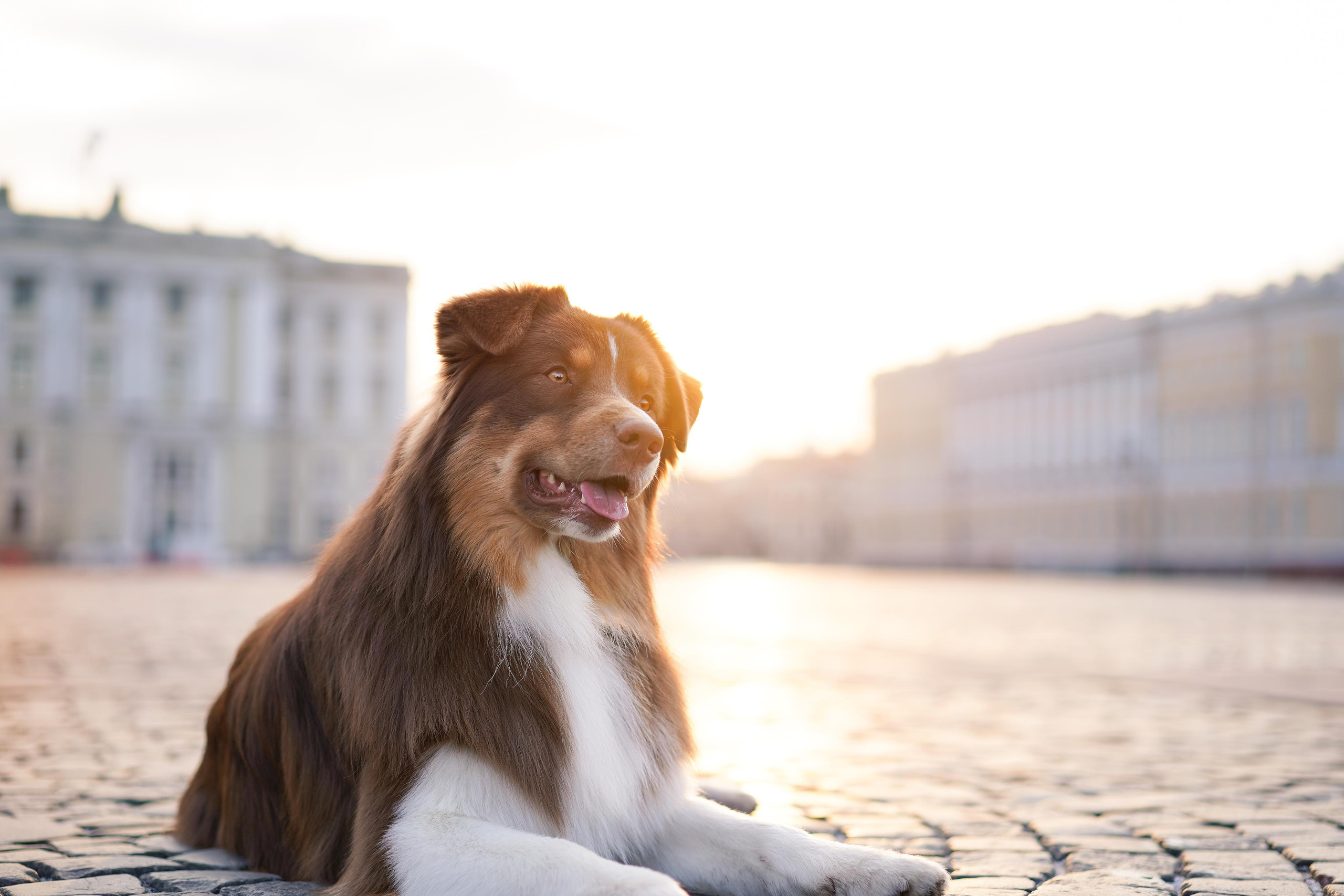 Кристина, Катя и аусси. Фотограф-анималист в Санкт-Петербурге Яна Мартынова