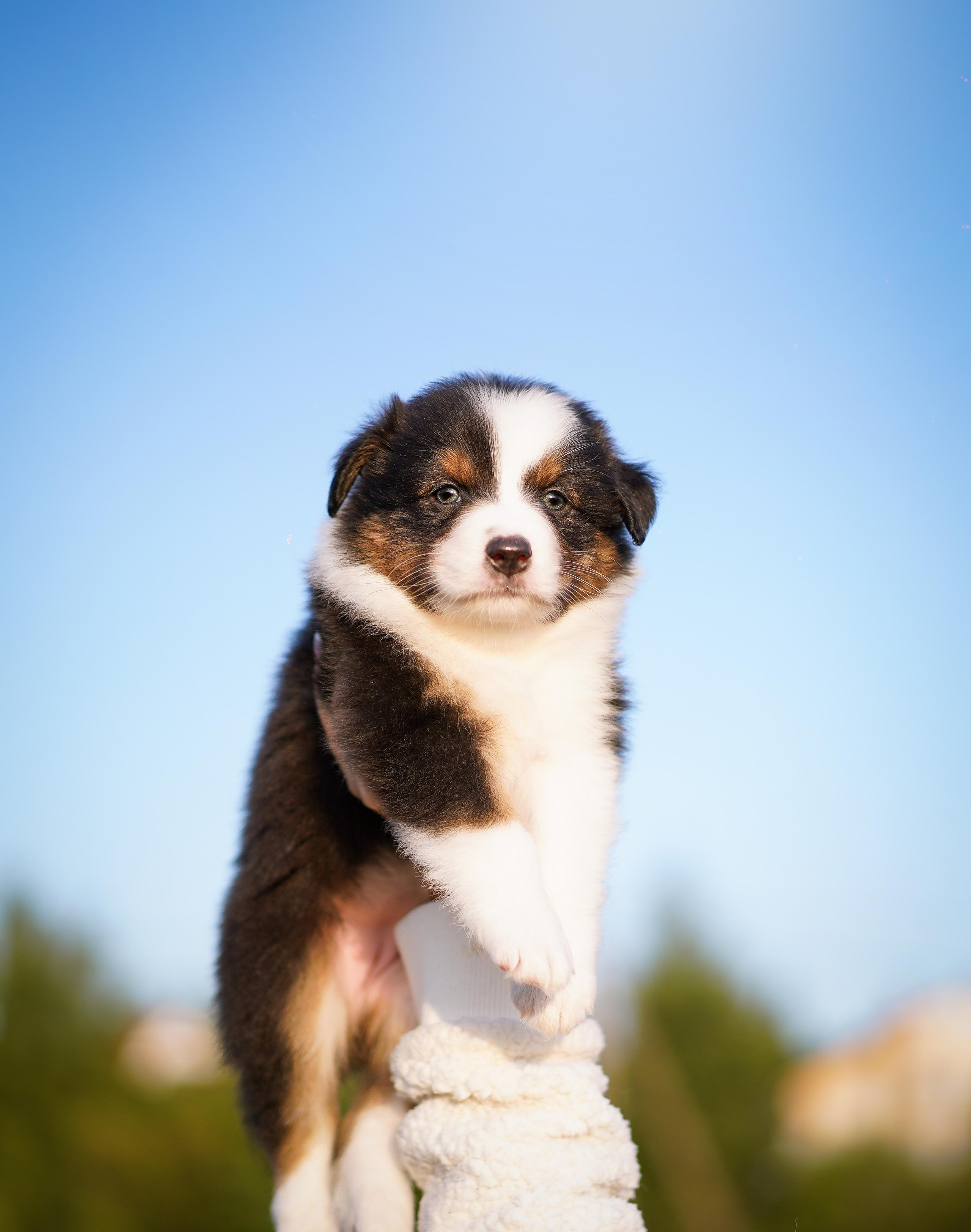 Щенки аусси. Фотограф-анималист в Санкт-Петербурге Яна Мартынова