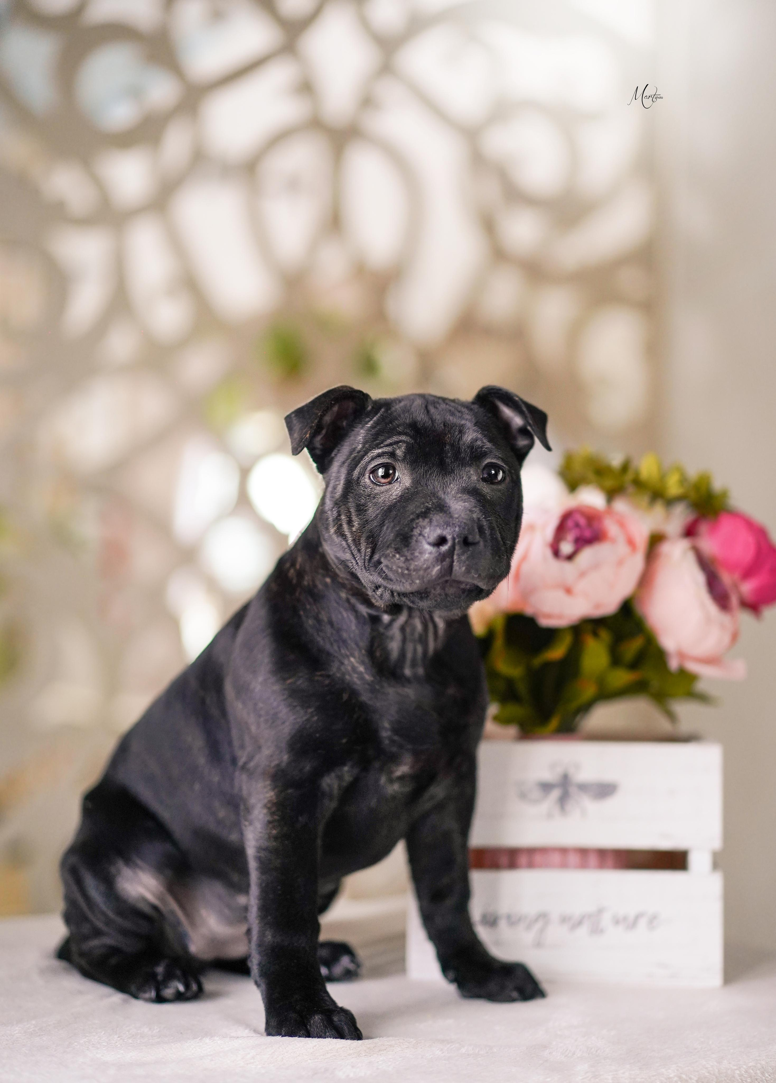 Щенки стаффбуля. Фотограф-анималист в Санкт-Петербурге Яна Мартынова