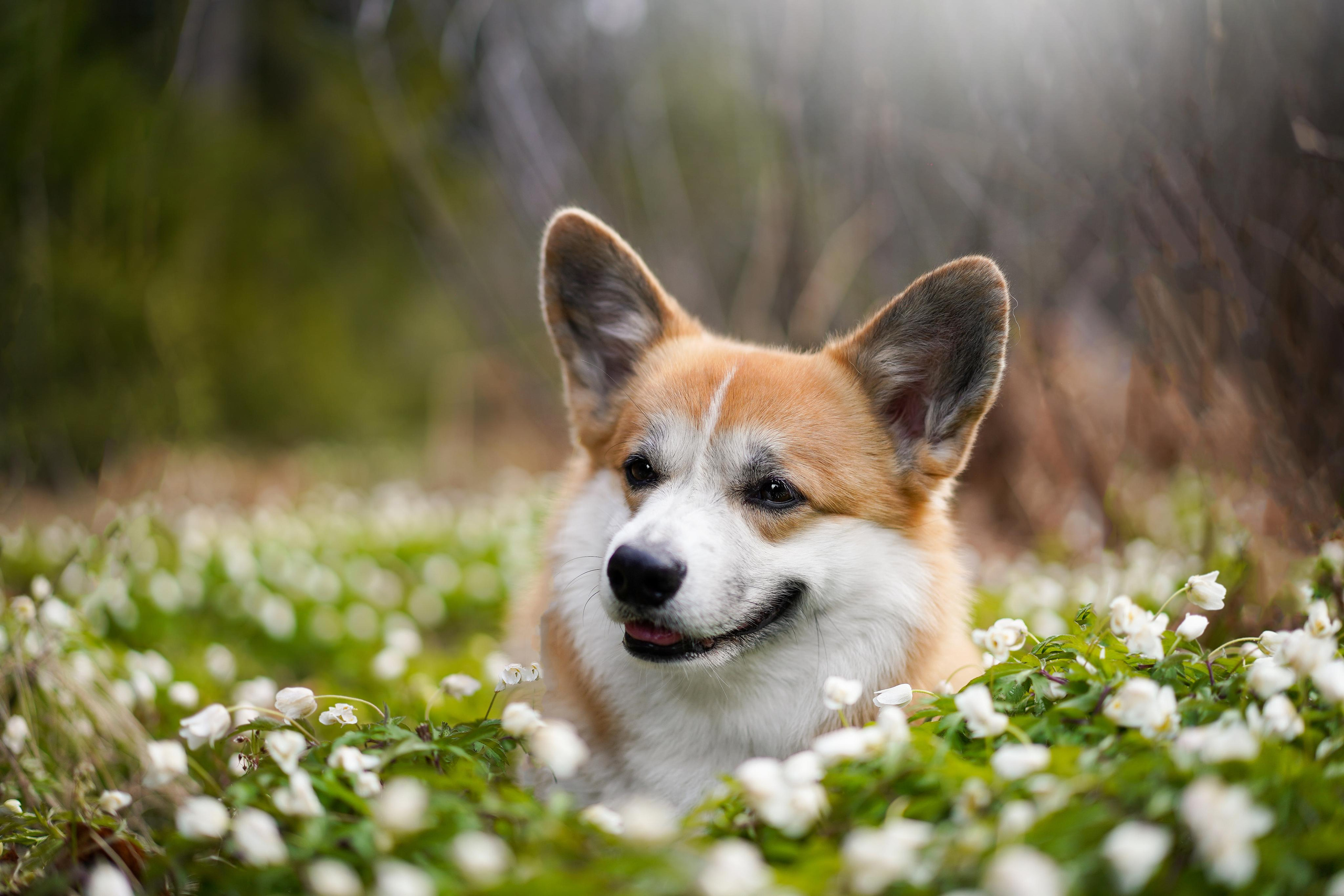 Катя и Рокки. Фотограф-анималист в Санкт-Петербурге Яна Мартынова