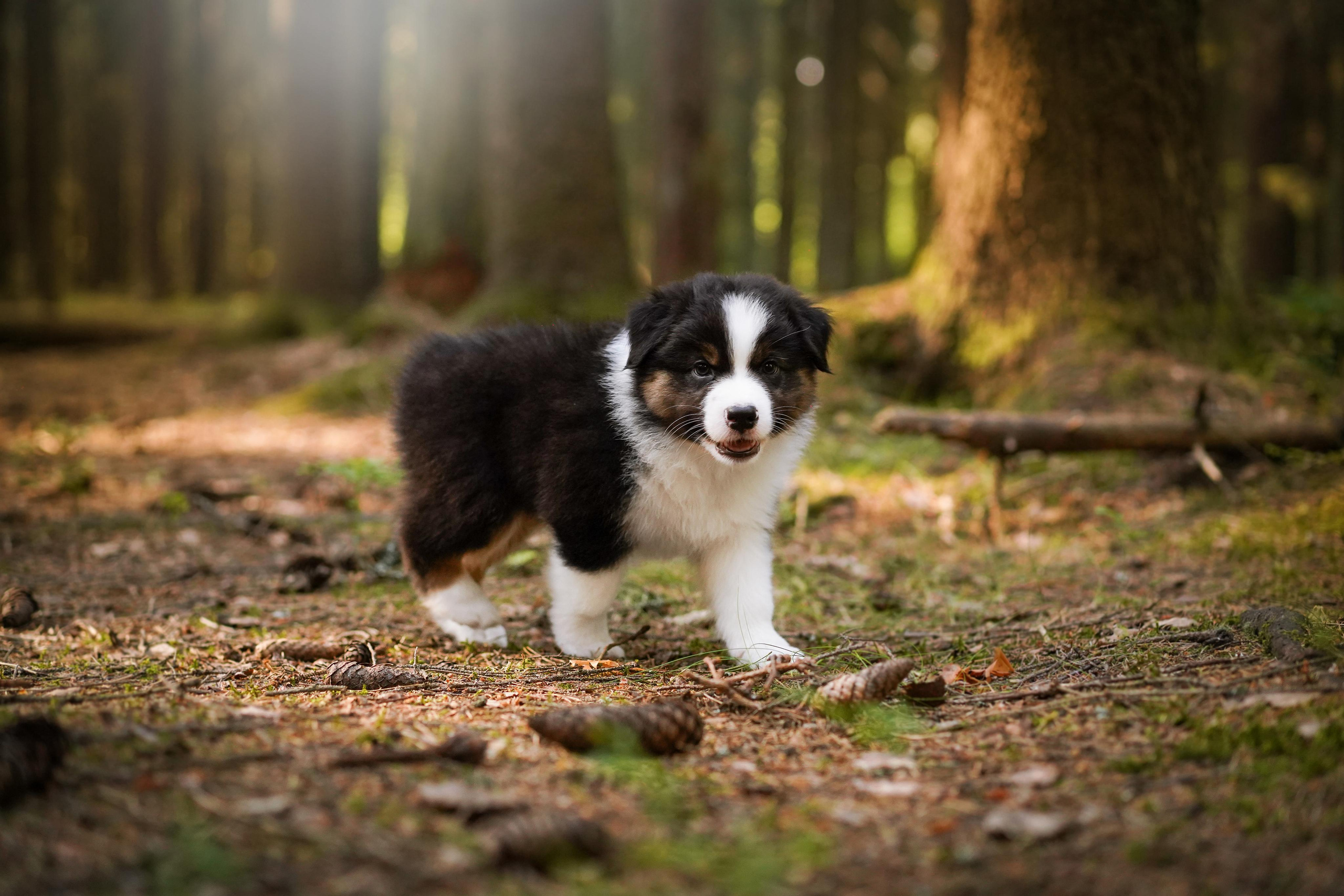 Щенки австралийской овчарки. Фотограф-анималист в Санкт-Петербурге Яна Мартынова
