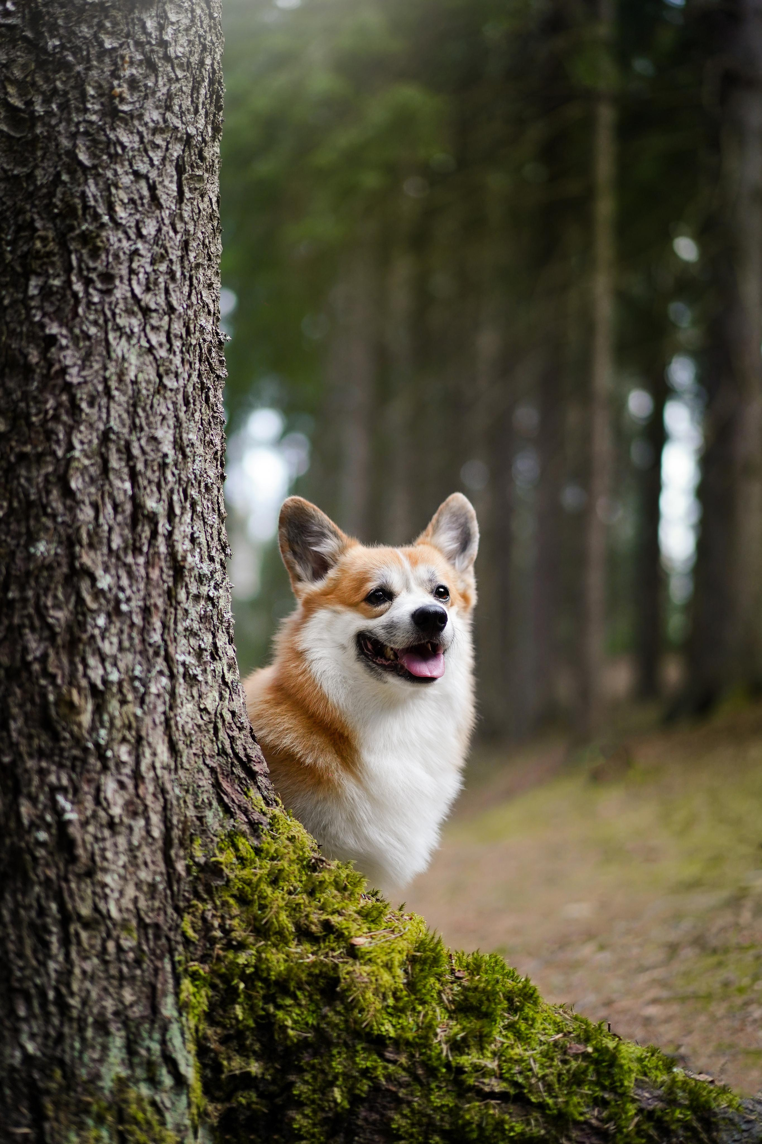 Катя и Рокки. Фотограф-анималист в Санкт-Петербурге Яна Мартынова