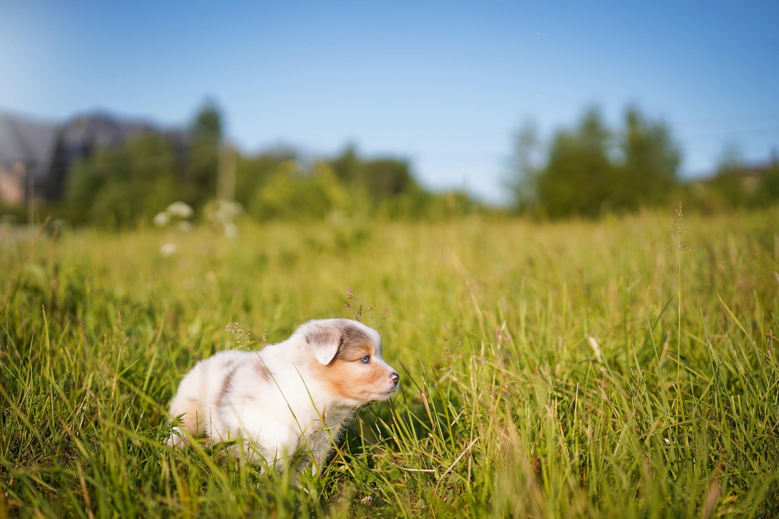 Щенки аусси. Фотограф-анималист в Санкт-Петербурге Яна Мартынова