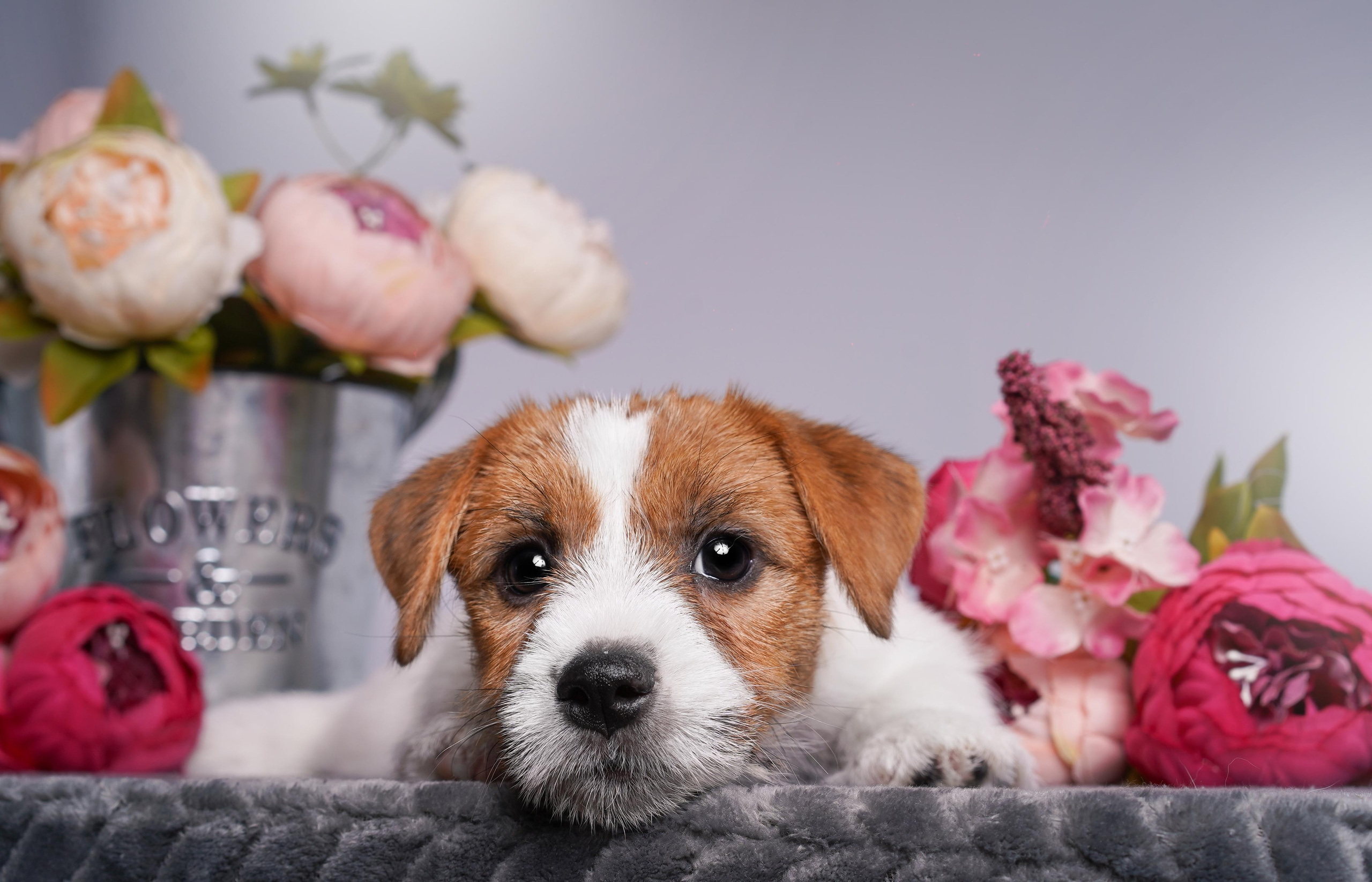Щенки джек рассел терьера. Фотограф-анималист в Санкт-Петербурге Яна Мартынова