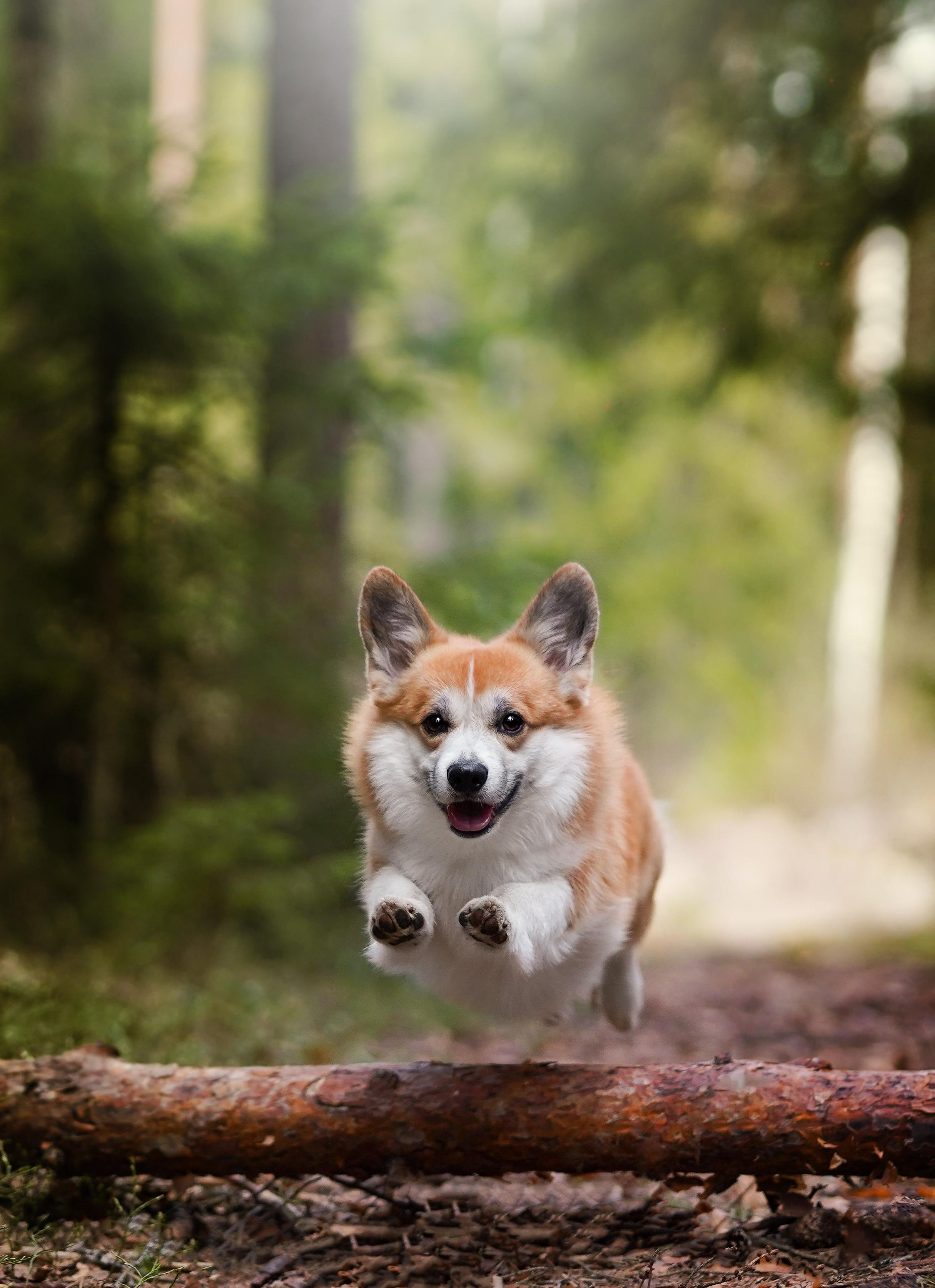 Катя и Рокки. Фотограф-анималист в Санкт-Петербурге Яна Мартынова