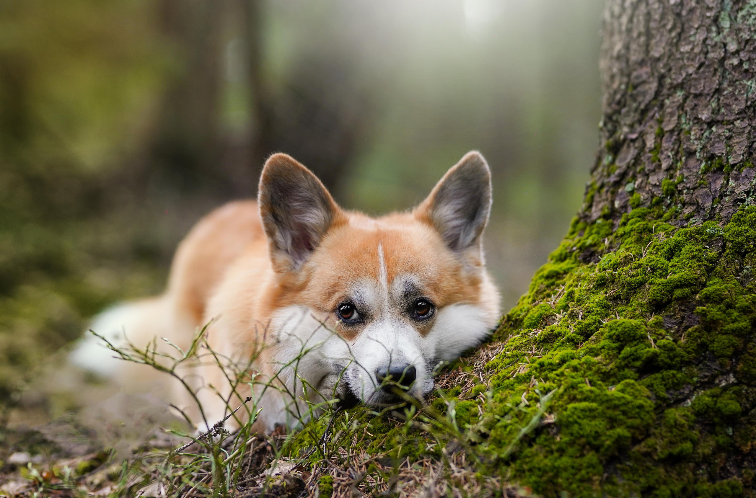 Катя и Рокки. Фотограф-анималист в Санкт-Петербурге Яна Мартынова