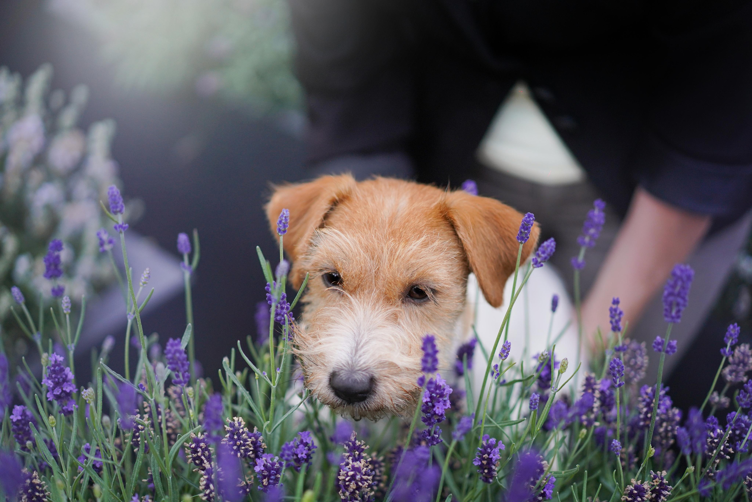Ильгиза и Гая центр. Фотограф-анималист в Санкт-Петербурге Яна Мартынова