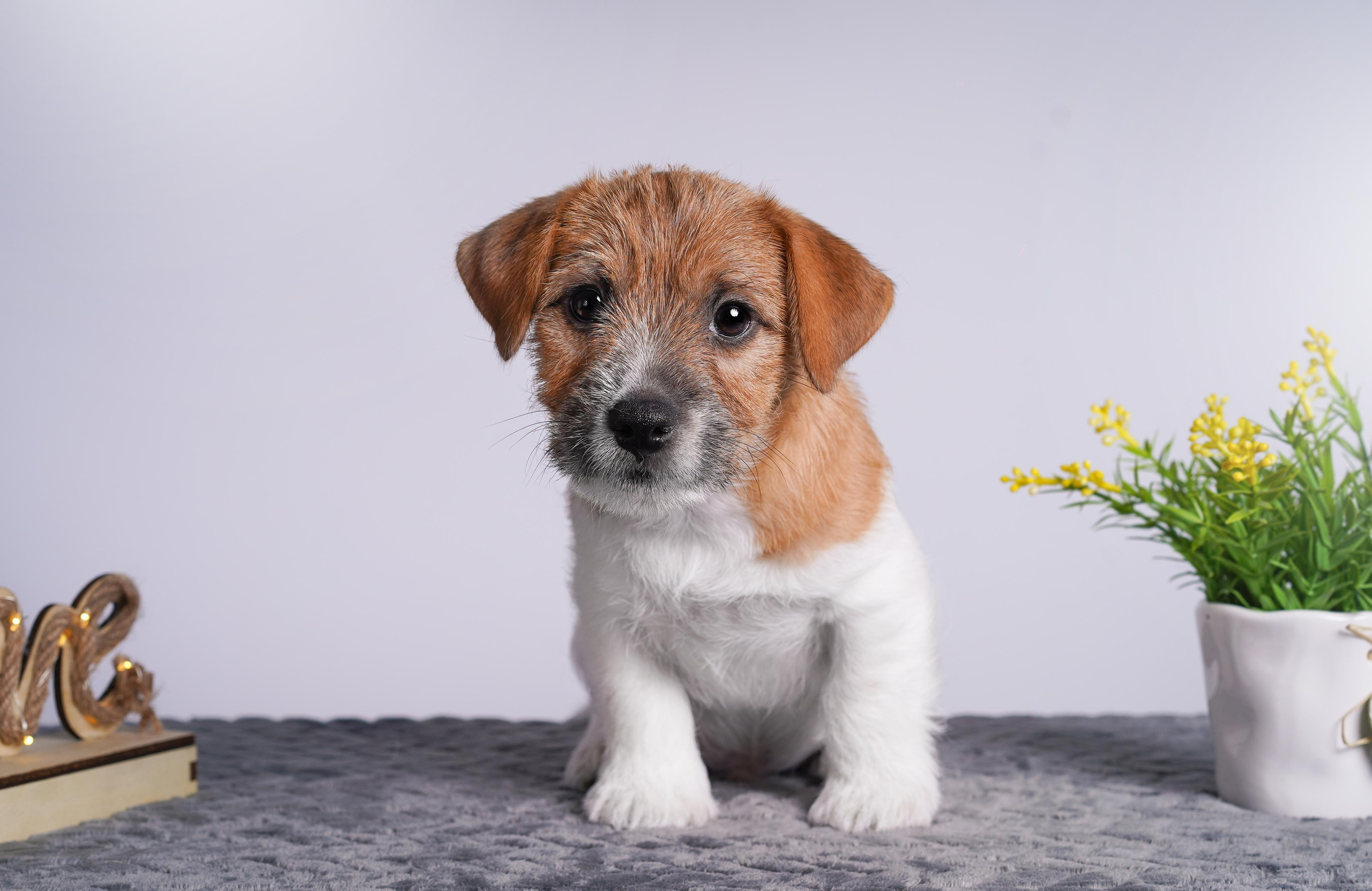 Щенки джек рассел терьера. Фотограф-анималист в Санкт-Петербурге Яна Мартынова