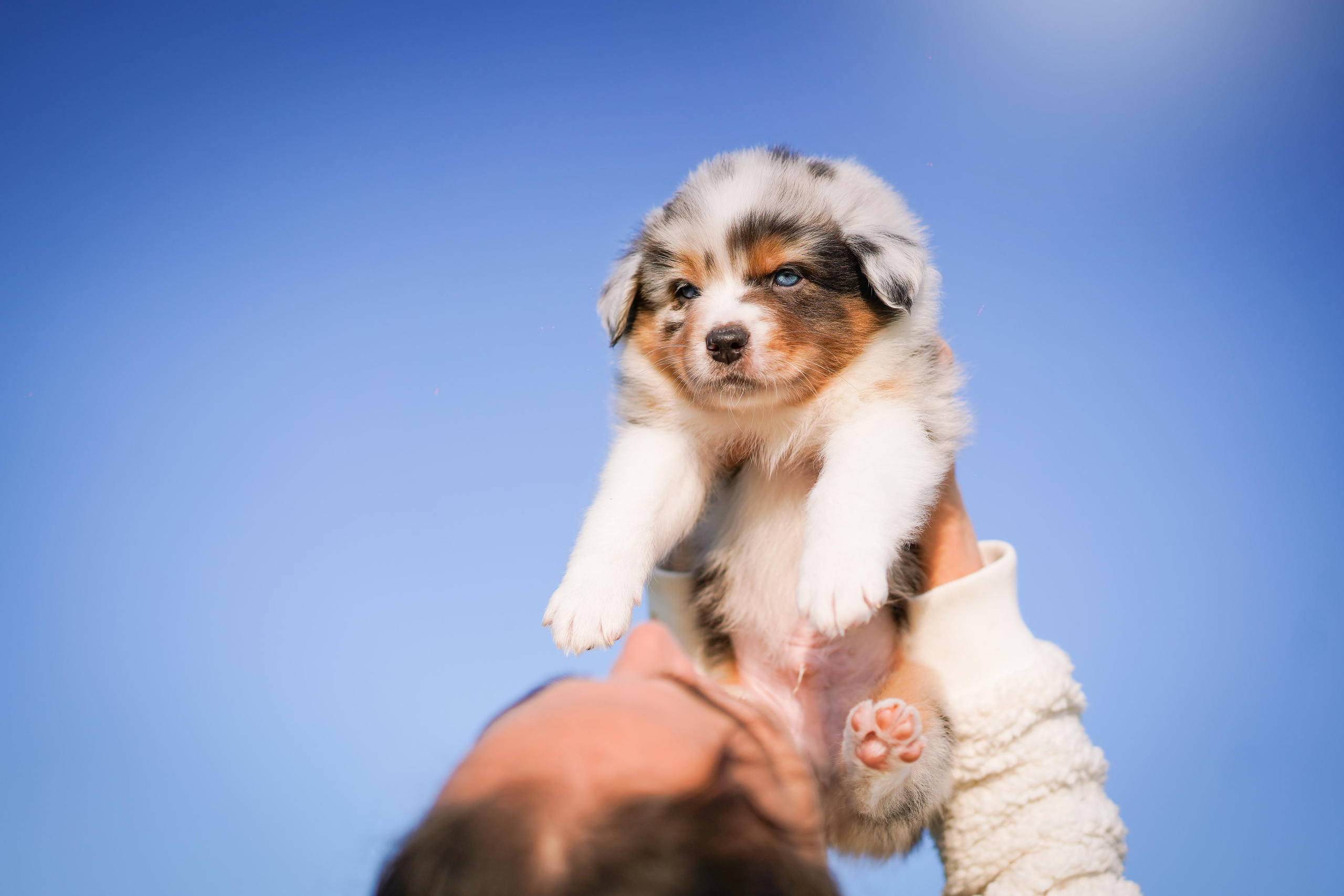 Щенки аусси. Фотограф-анималист в Санкт-Петербурге Яна Мартынова